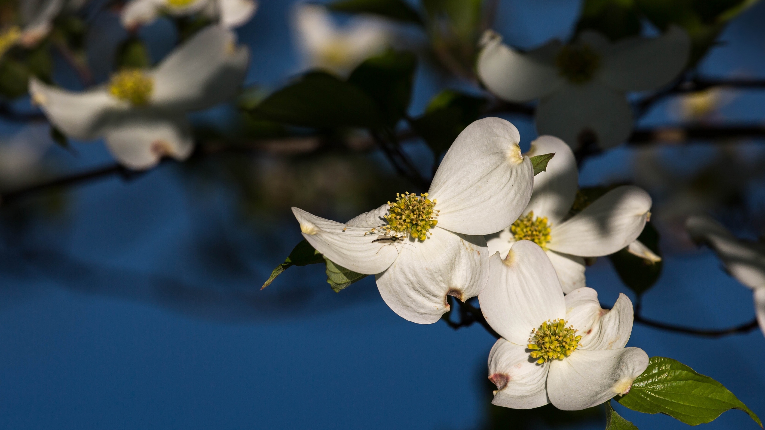 Free download wallpaper Flowers, Flower, Branch, Insect, Earth, Dogwood, Blossom on your PC desktop