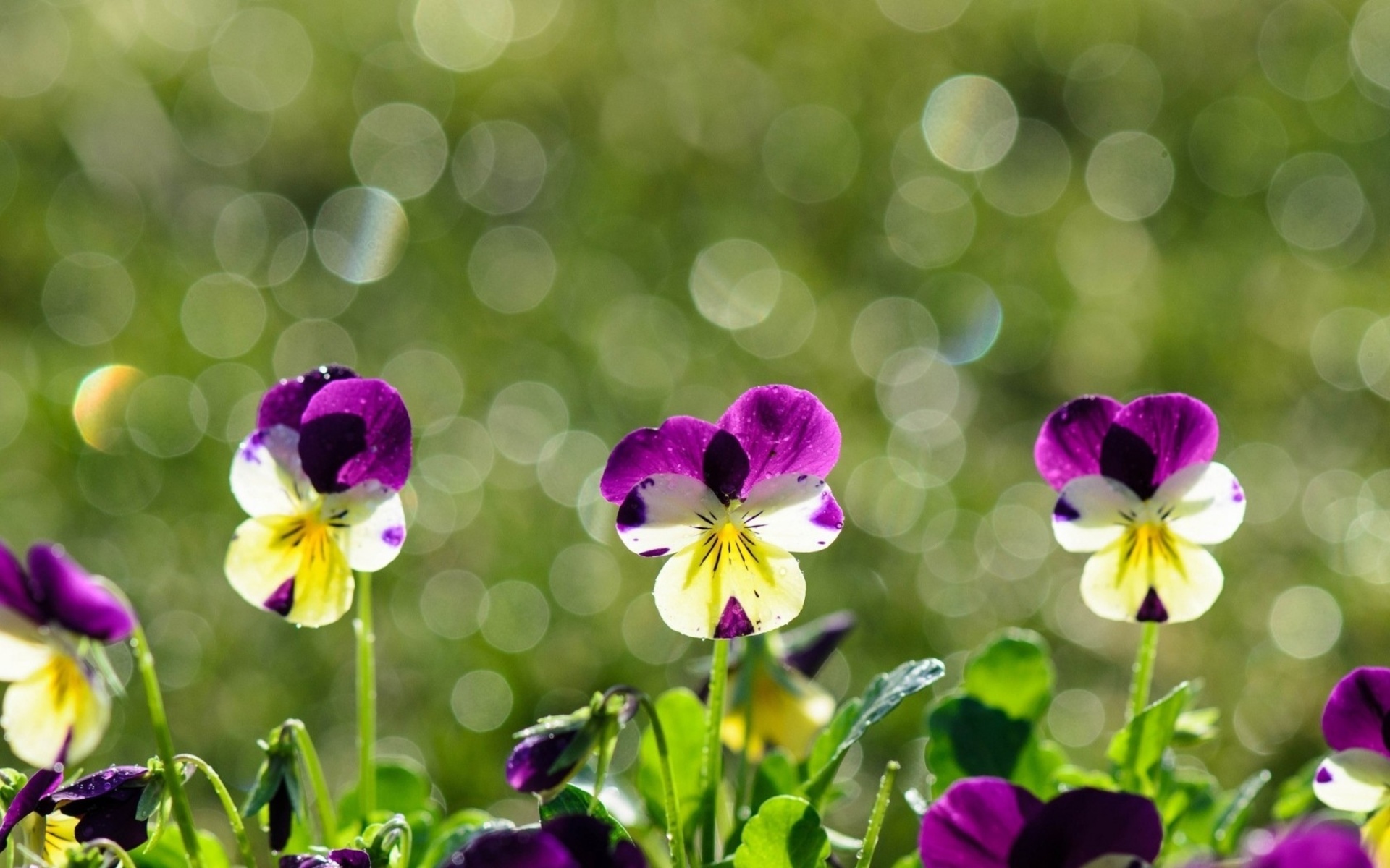 Download mobile wallpaper Pansy, Bokeh, Flowers, Flower, Earth for free.