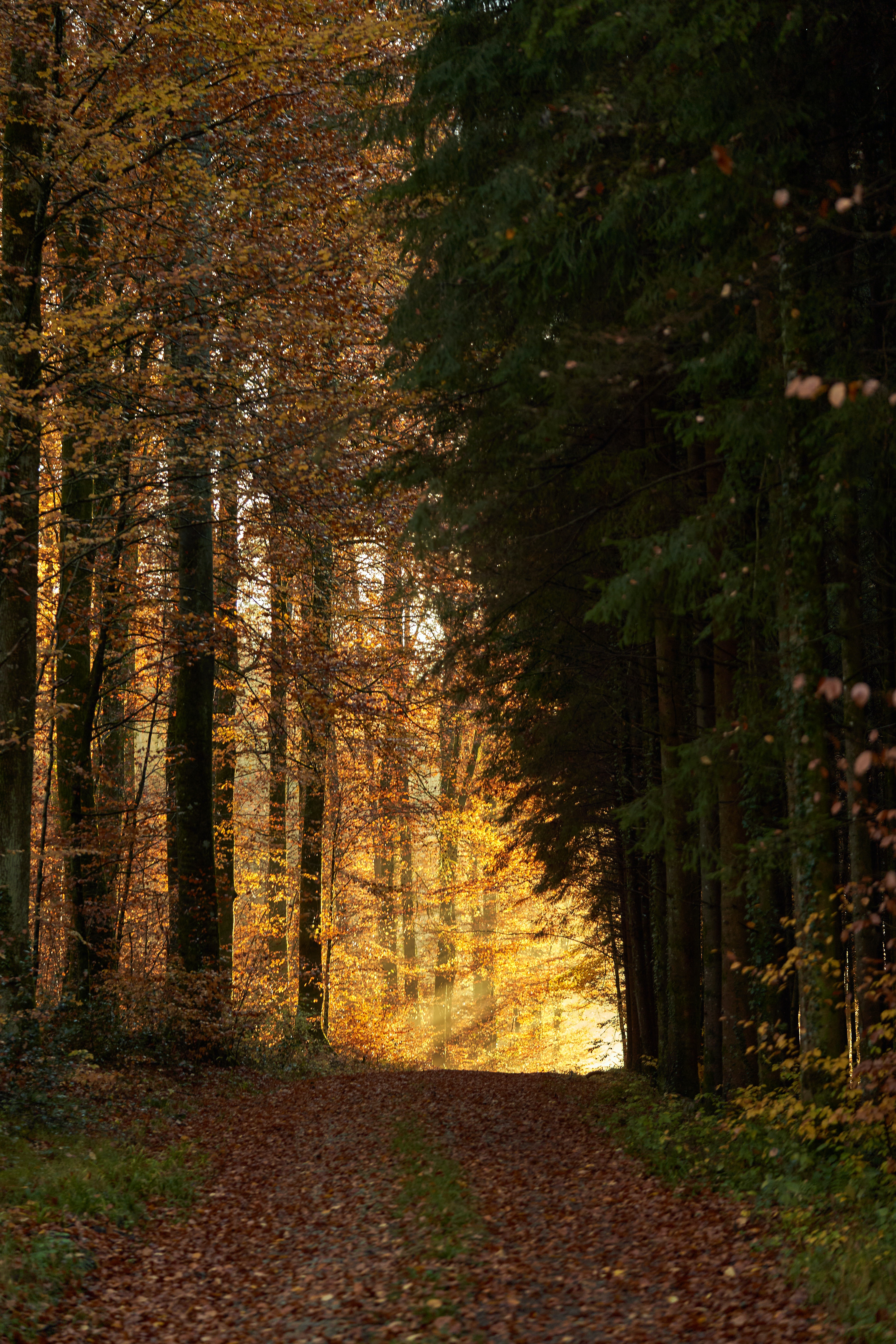 beams, nature, trees, shine, light, rays, forest, path Phone Background