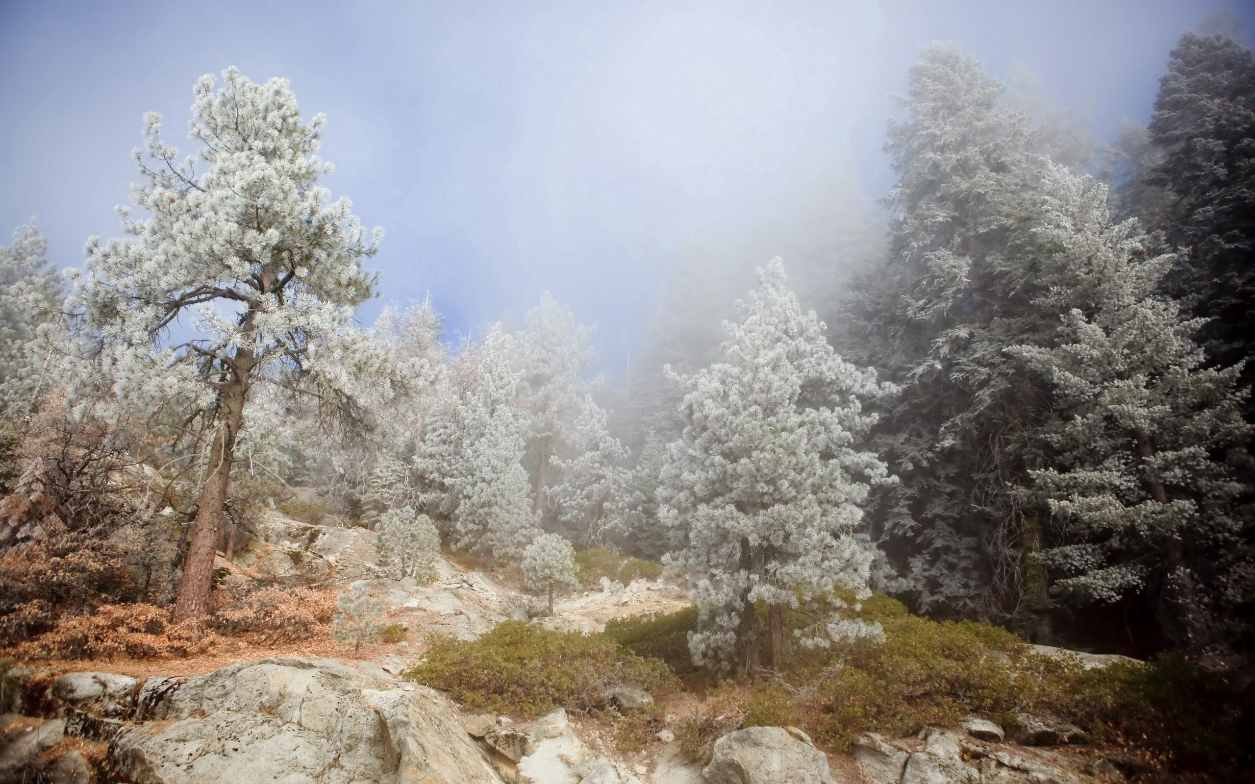 precipice, nature, trees, stones, conifers, coniferous, fog, break, haze HD wallpaper