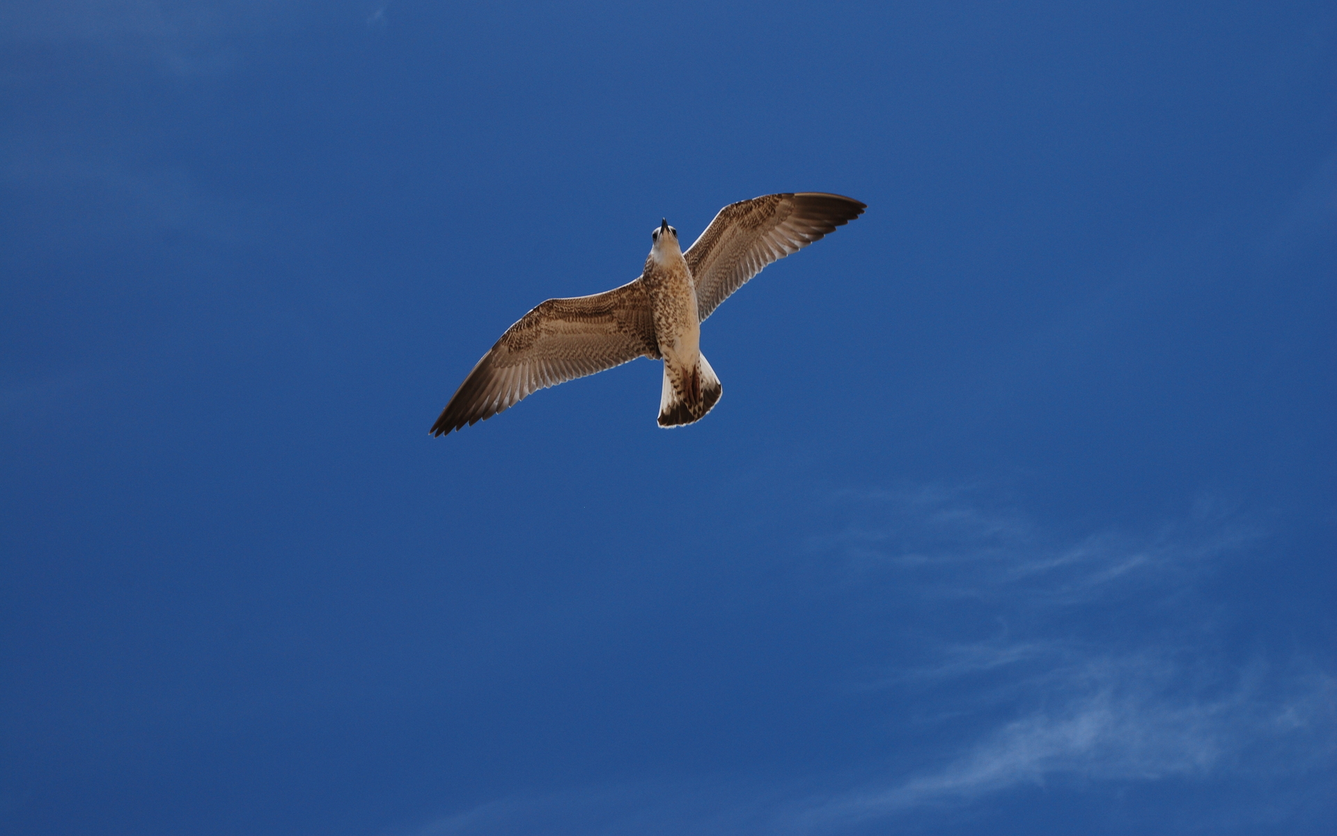 Baixar papel de parede para celular de Pássaro, Aves, Natureza, Animais gratuito.