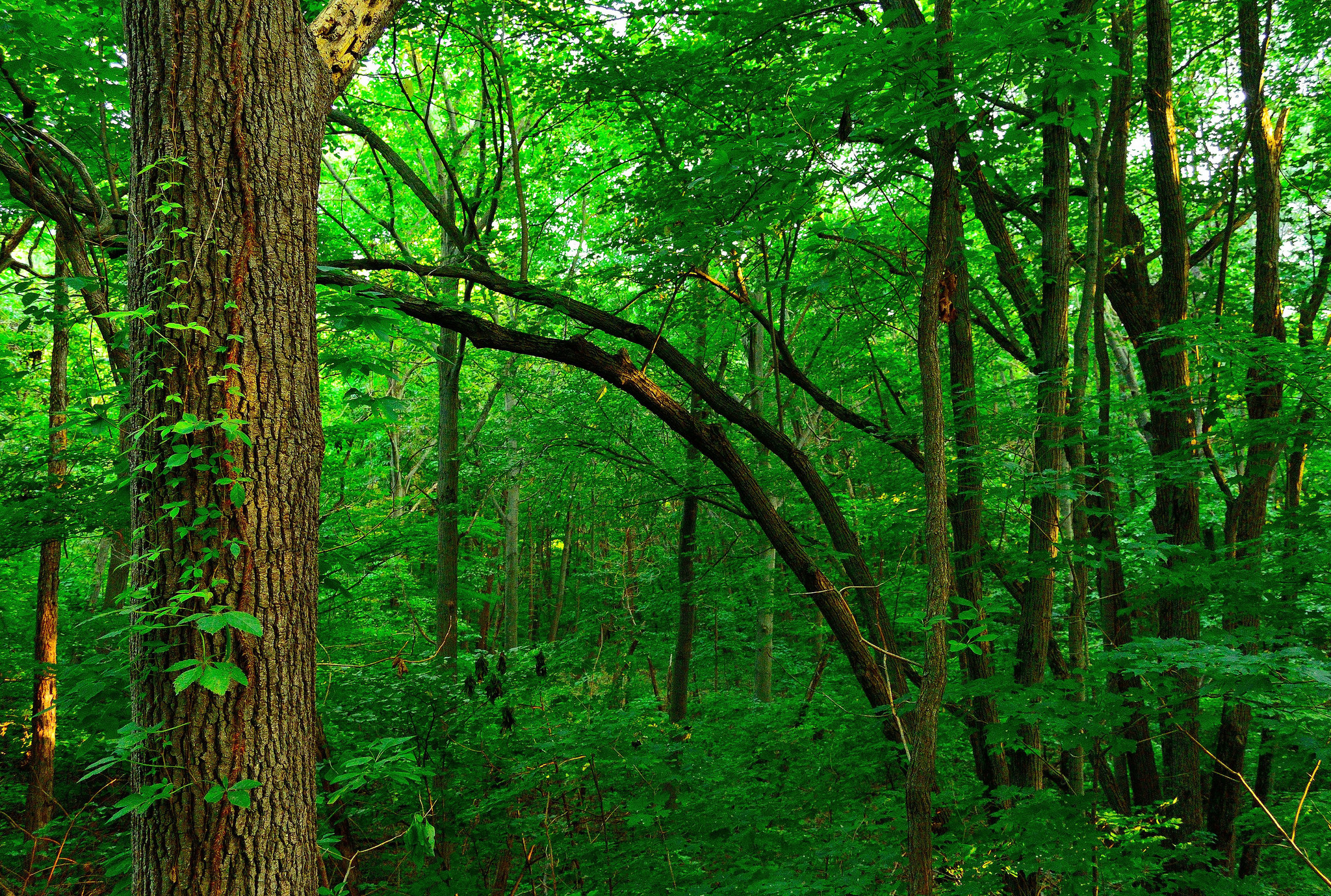 Baixar papel de parede para celular de Natureza, Floresta, Terra/natureza gratuito.