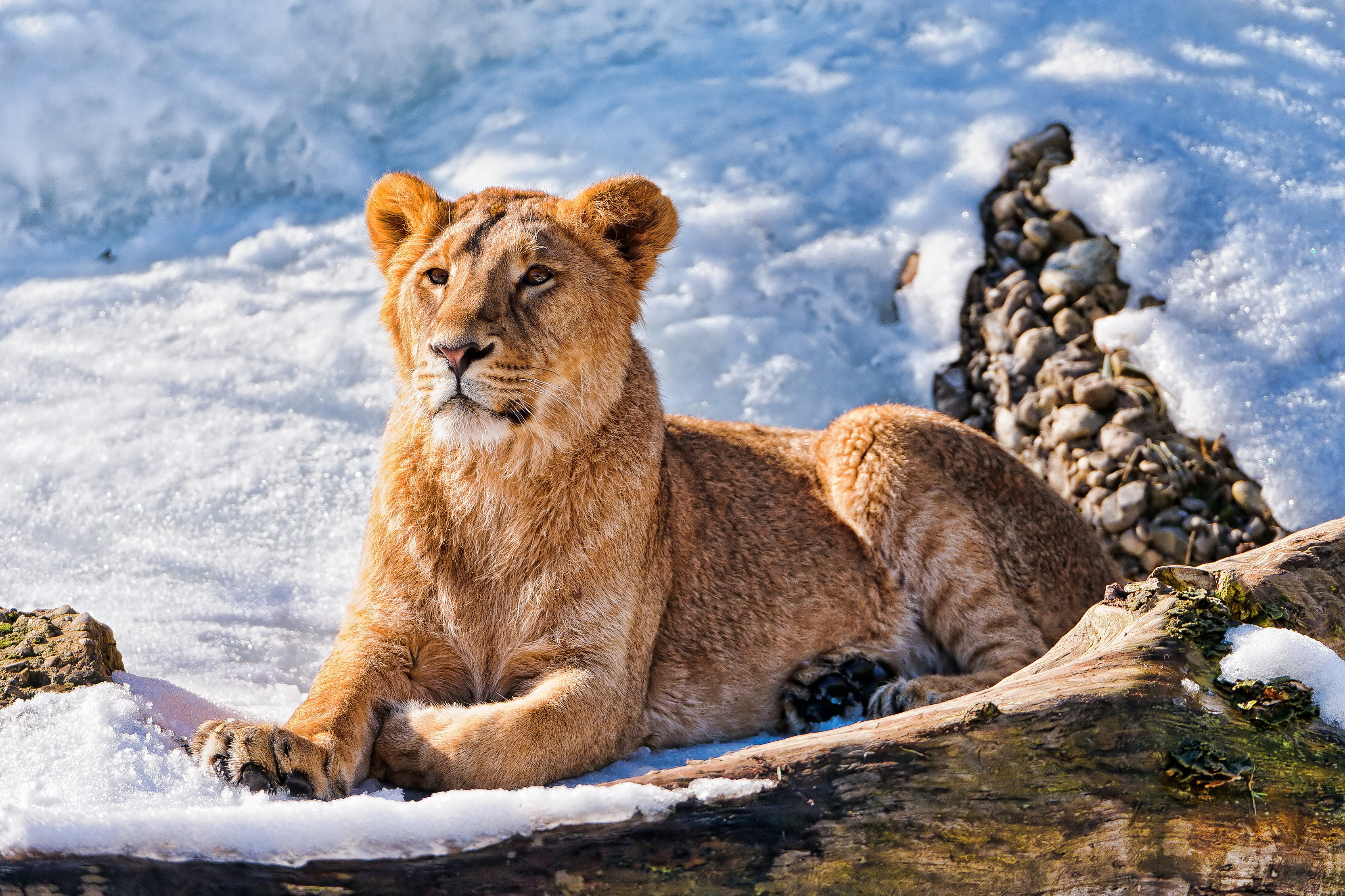 Download mobile wallpaper Snow, Lion, Cats, Animal for free.