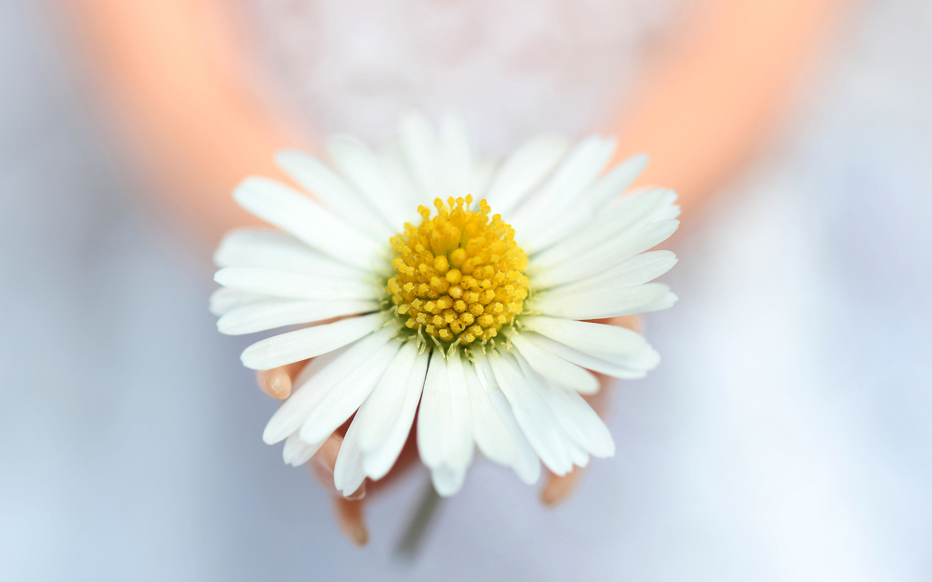 Téléchargez gratuitement l'image Fleurs, Fleur, Terre/nature sur le bureau de votre PC