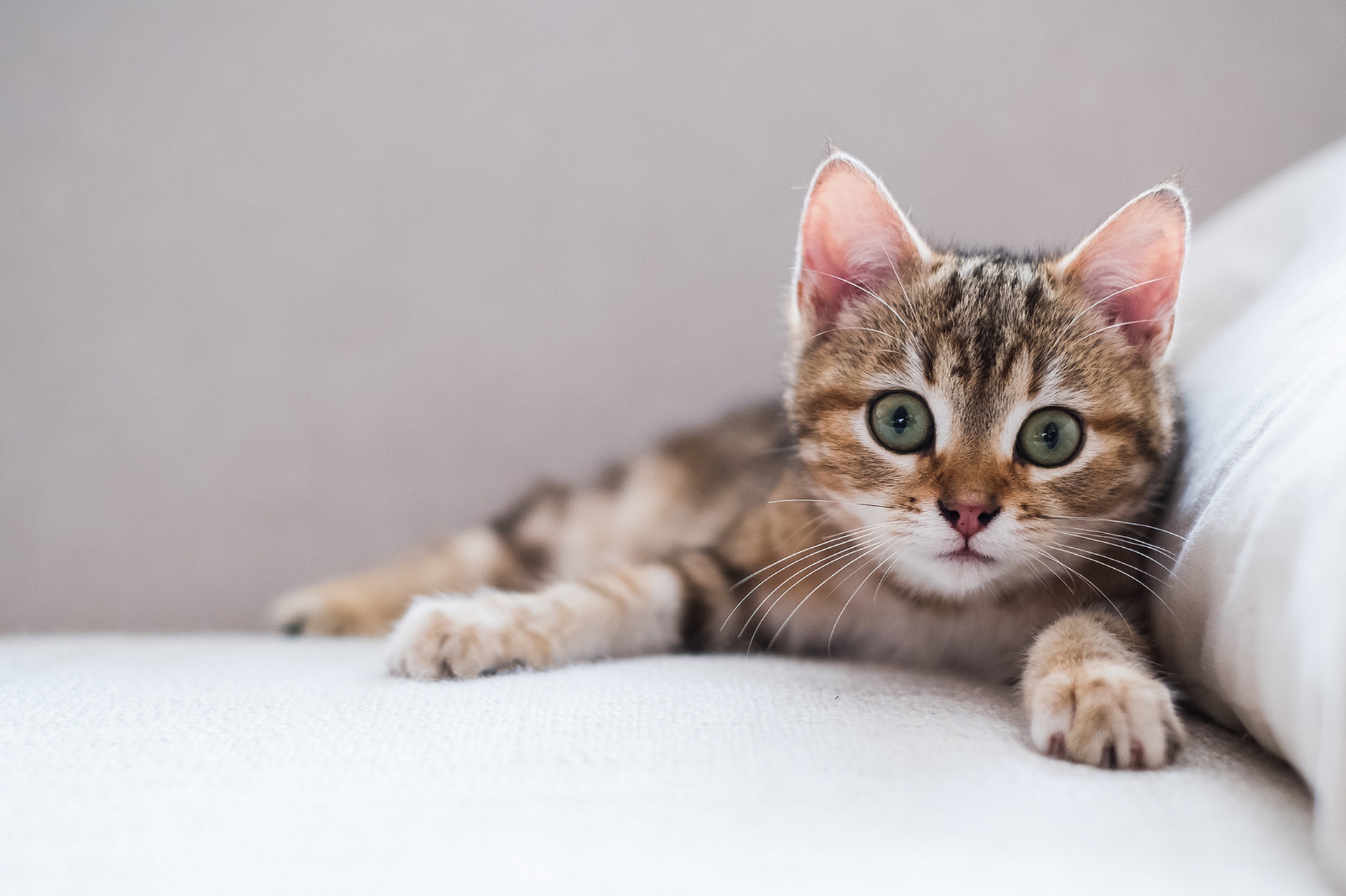 Téléchargez gratuitement l'image Animaux, Chats, Chat, Chaton, Bébé Animal sur le bureau de votre PC