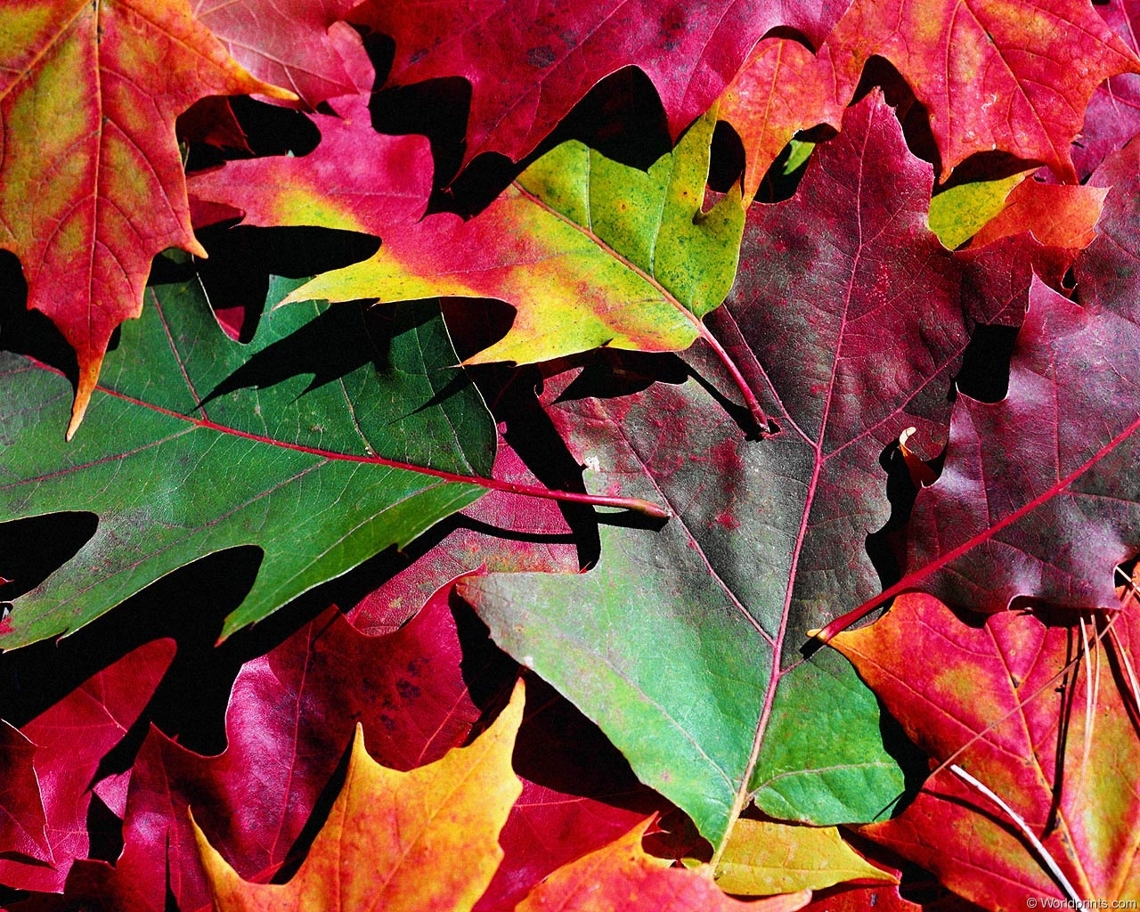 Download mobile wallpaper Plants, Leaves, Background, Autumn for free.