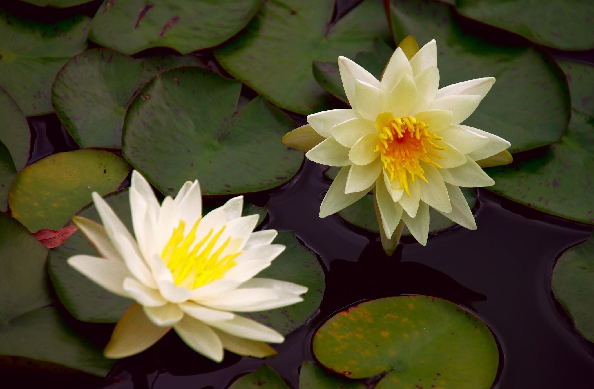 Download mobile wallpaper Leaves, Water, Flowers, Pond, Water Lily, Pair, Couple for free.