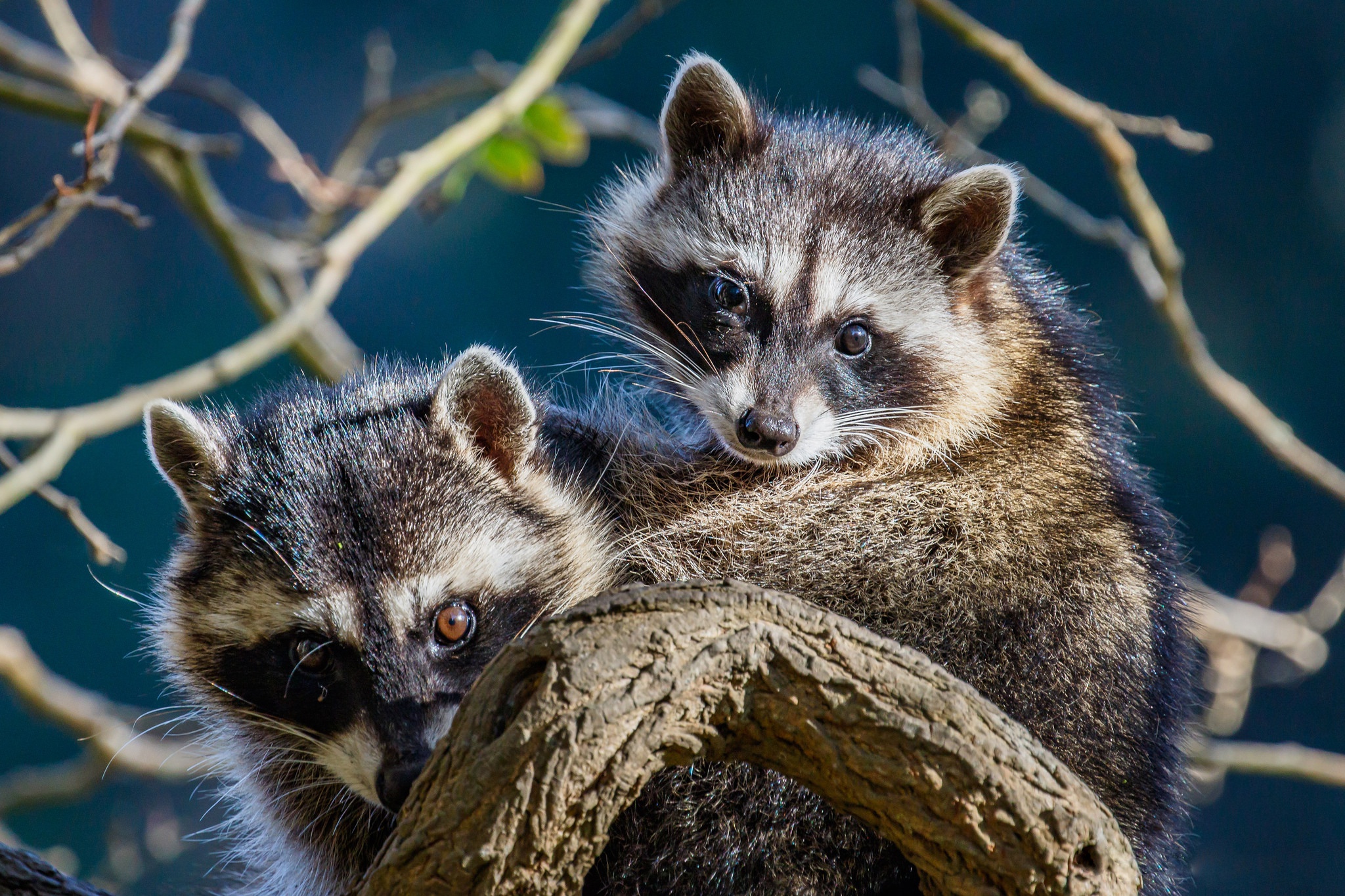 Download mobile wallpaper Raccoon, Animal for free.