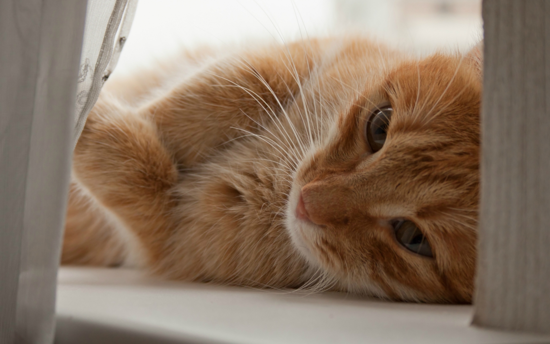 Téléchargez des papiers peints mobile Animaux, Chat gratuitement.