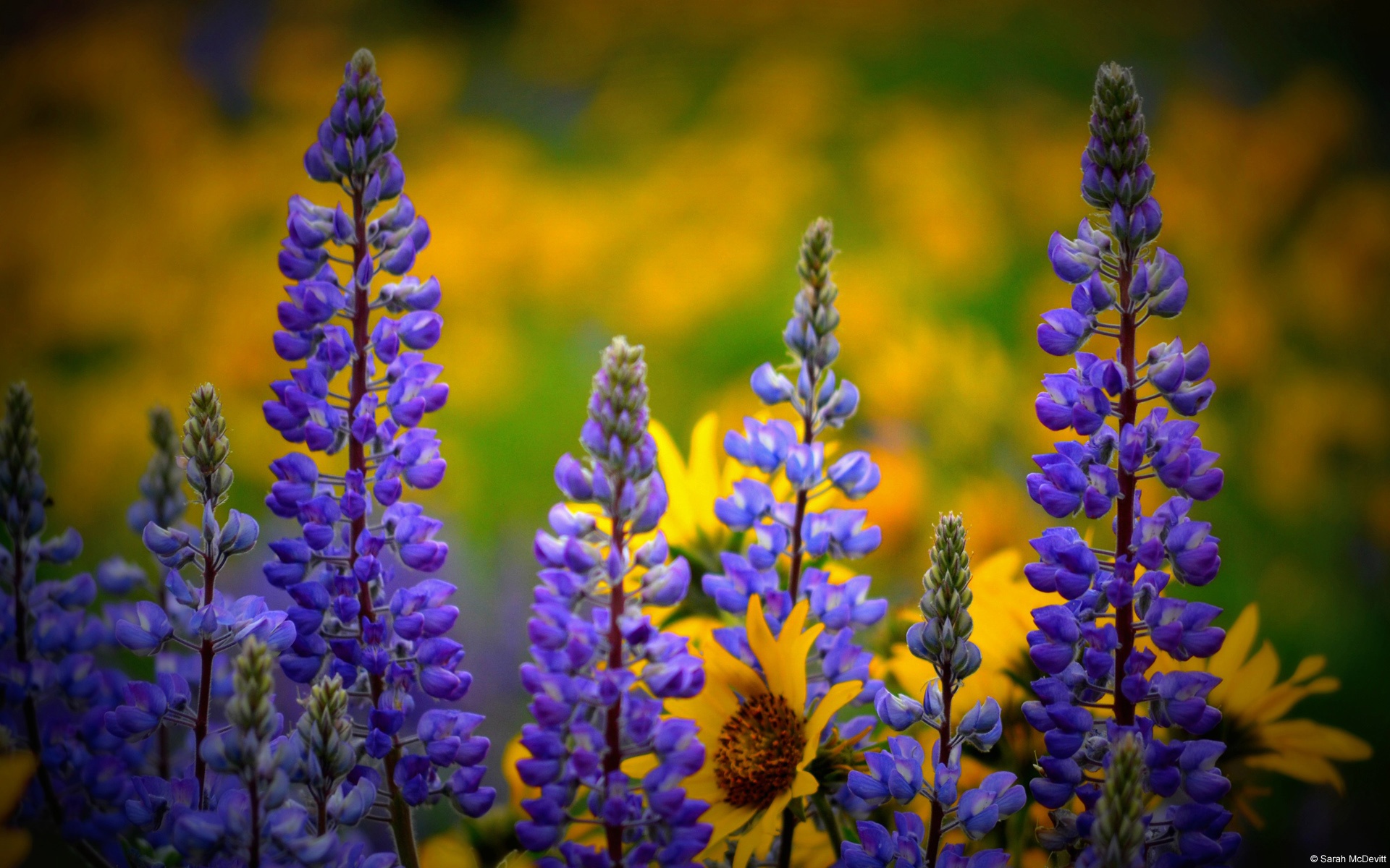 Laden Sie das Blumen, Blume, Erde/natur-Bild kostenlos auf Ihren PC-Desktop herunter