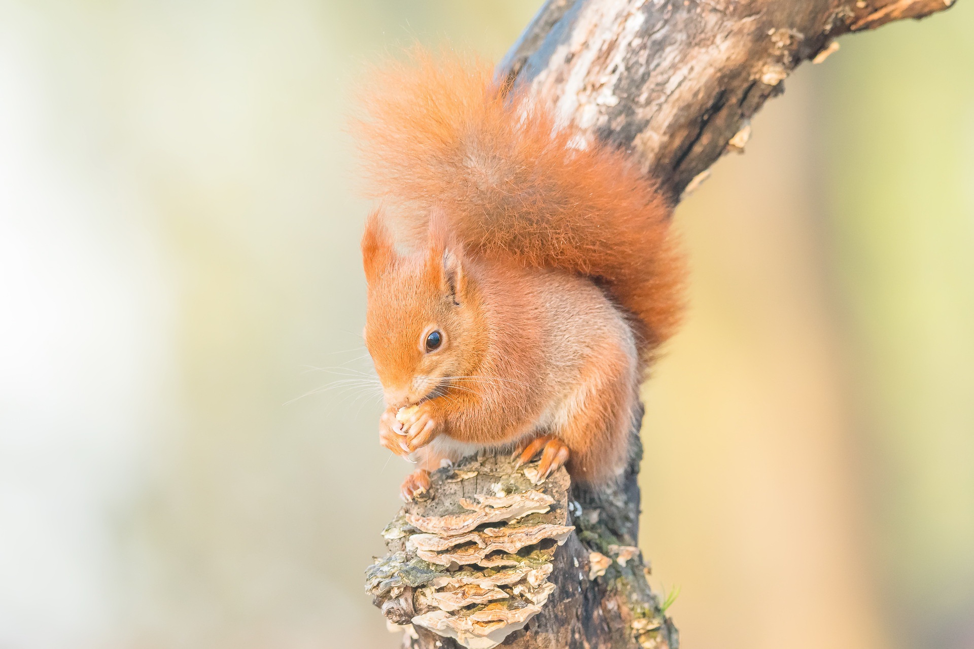 Handy-Wallpaper Tiere, Eichhörnchen, Nagetier kostenlos herunterladen.