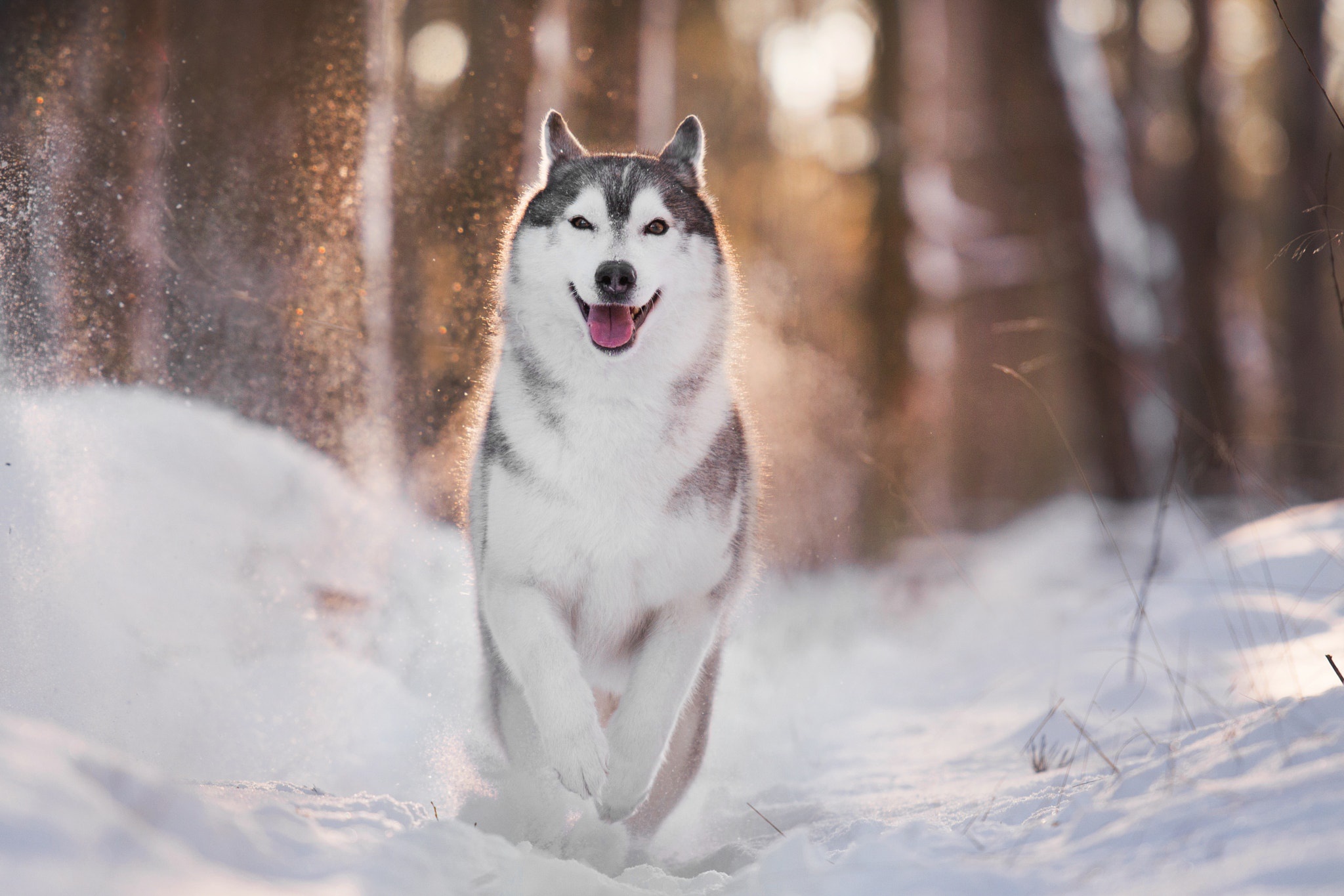 Download mobile wallpaper Winter, Dogs, Snow, Dog, Animal, Husky, Depth Of Field for free.