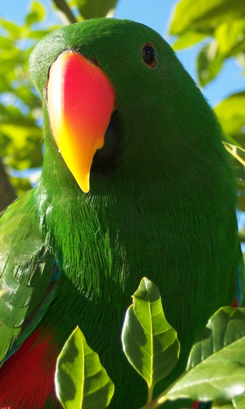 Descarga gratuita de fondo de pantalla para móvil de Animales, Aves, Loro.