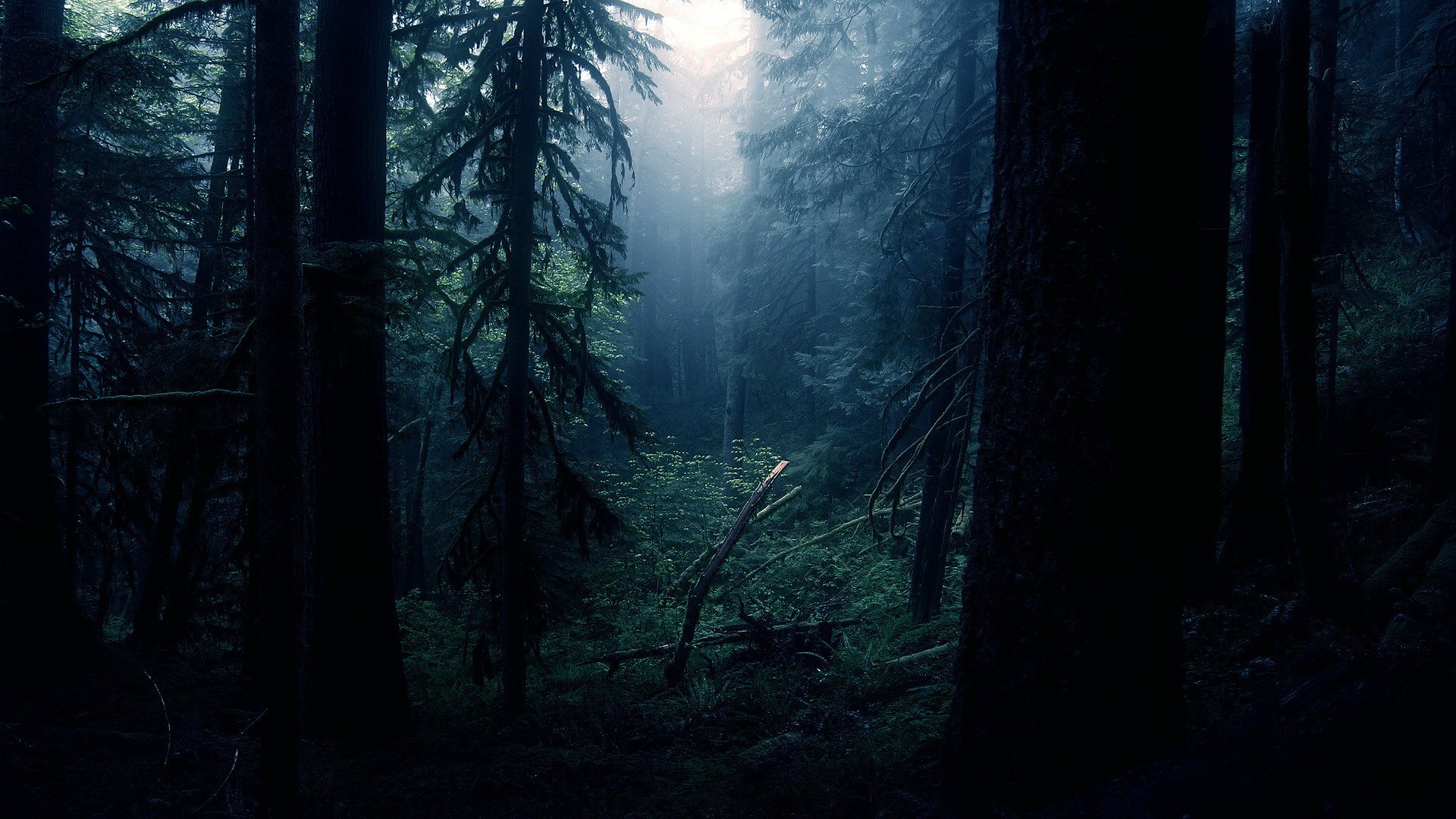 Free download wallpaper Nature, Dark, Forest, Tree, Fog, Earth, Cloud on your PC desktop