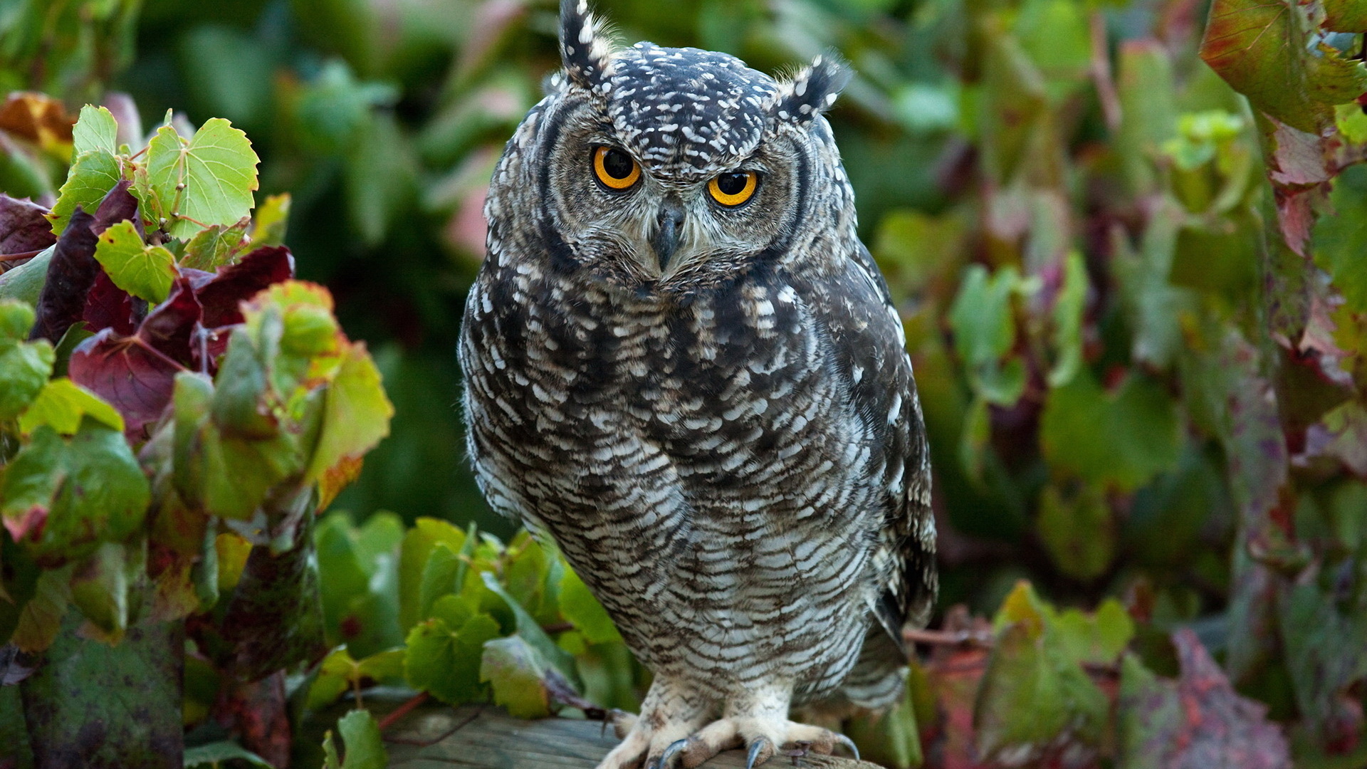 Download mobile wallpaper Animal, Great Horned Owl for free.