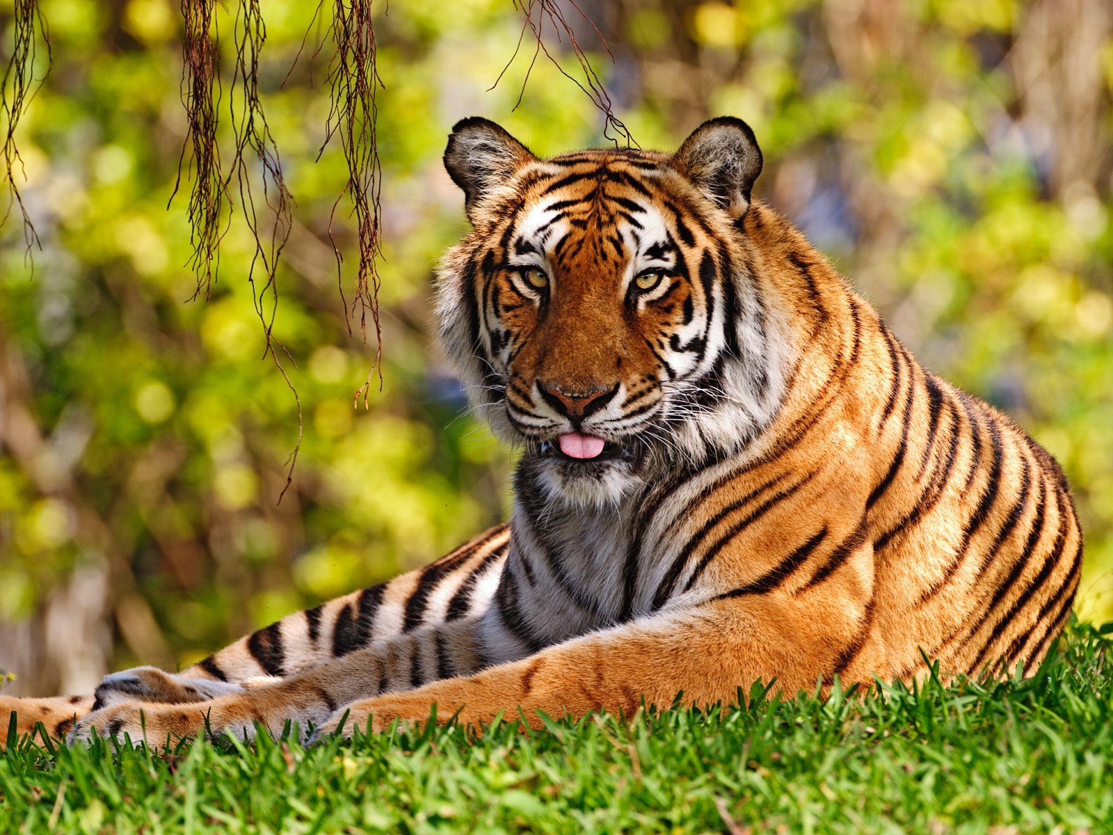 Téléchargez gratuitement l'image Animaux, Chats, Tigre sur le bureau de votre PC