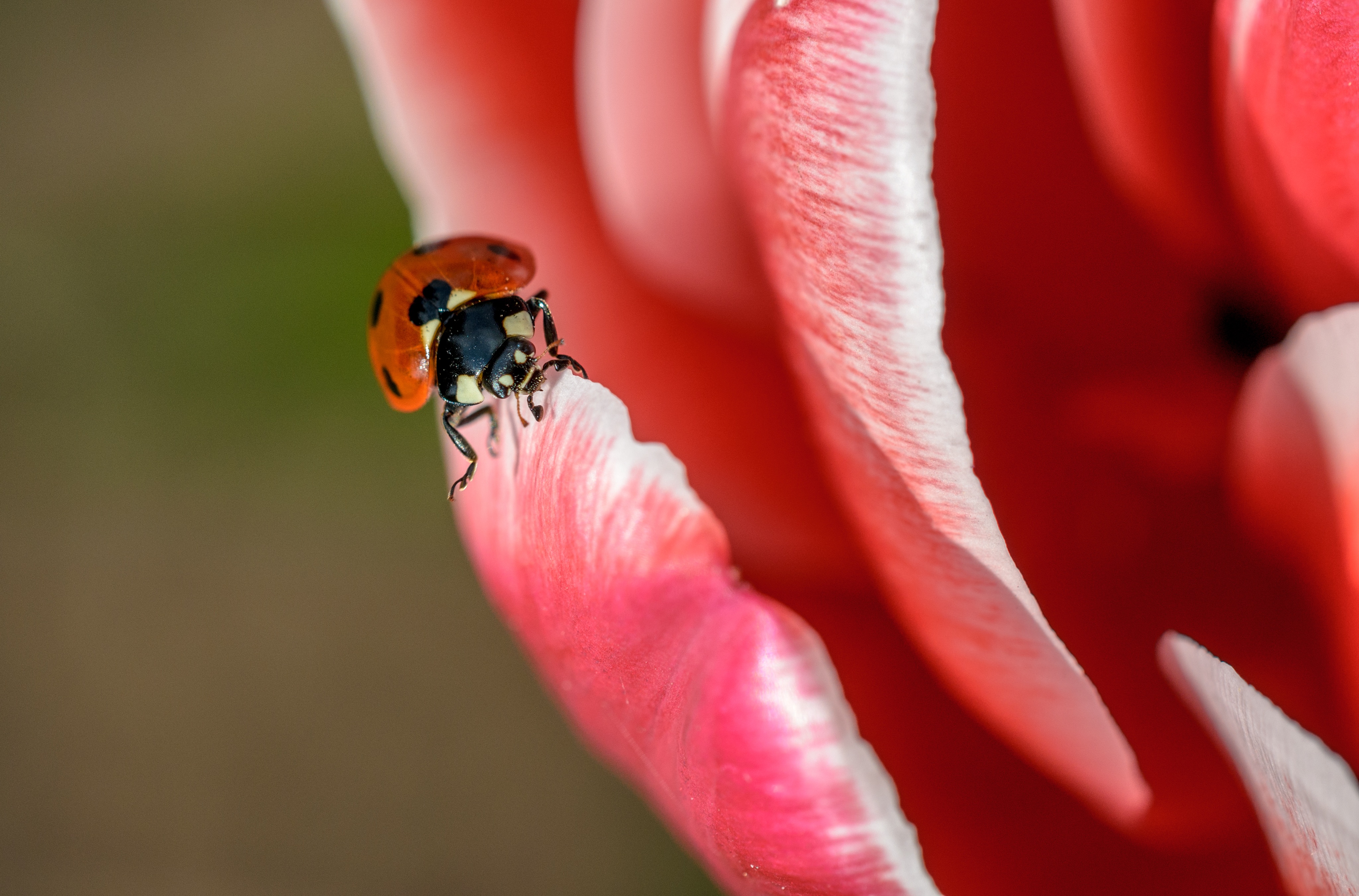 Free download wallpaper Macro, Insect, Animal, Ladybug on your PC desktop
