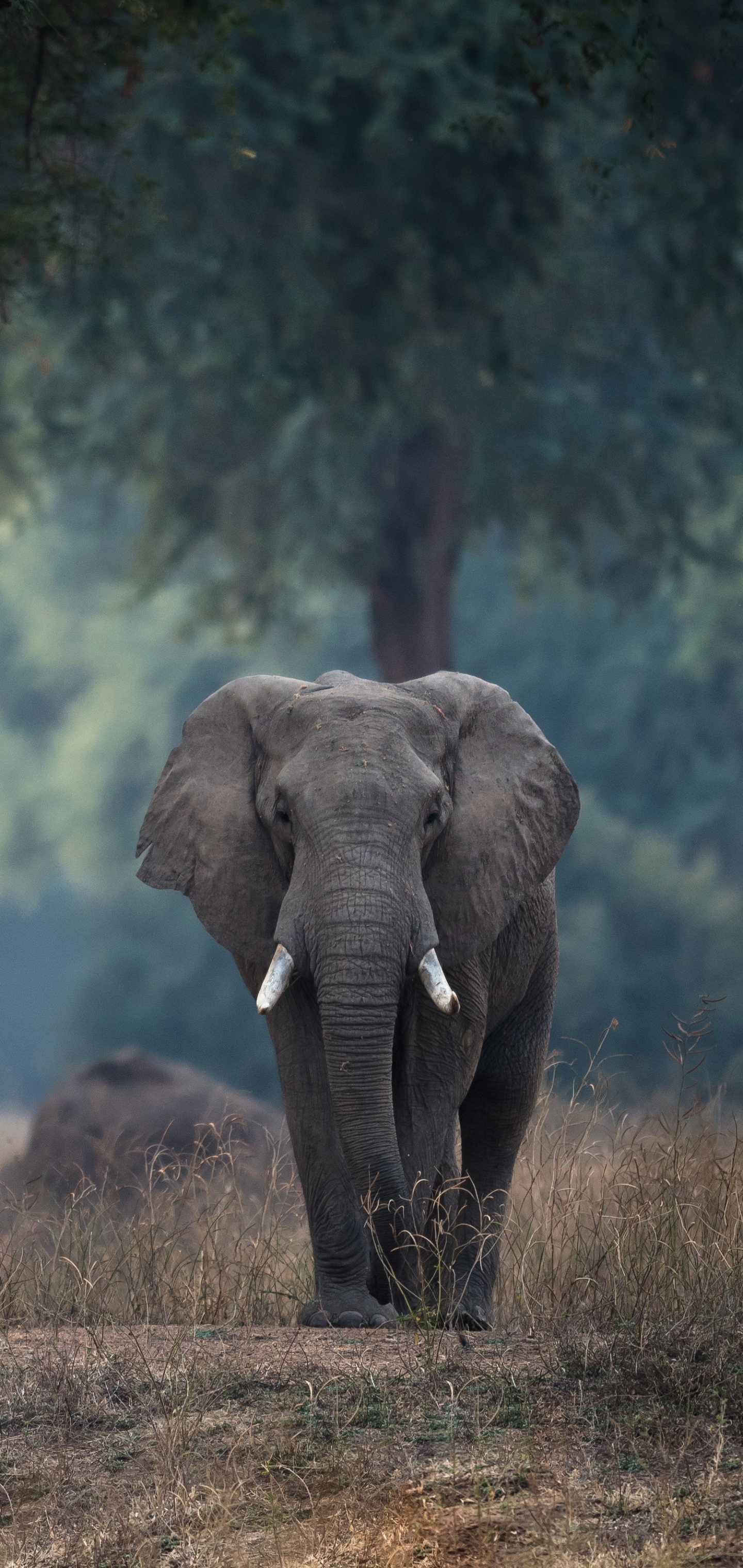 Скачати мобільні шпалери Слони, Тварина, Слон, Африканський Чагарниковий Слон, Глибина Різкості безкоштовно.