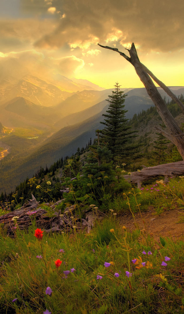 Descarga gratuita de fondo de pantalla para móvil de Paisaje, Hierba, Amanecer, Flor, Césped, Tierra/naturaleza.