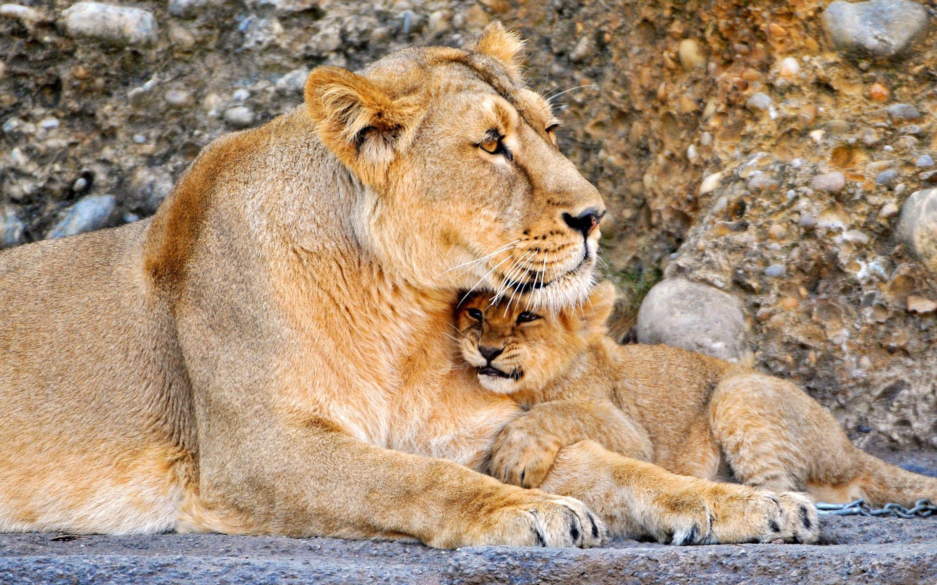 animals, young, couple, pair, lion, lioness, joey