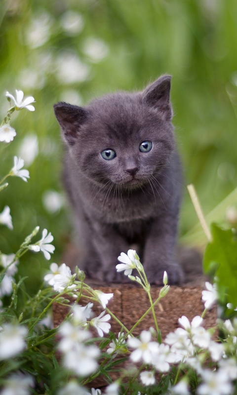 Download mobile wallpaper Cats, Cat, Kitten, Animal, White Flower, Baby Animal for free.