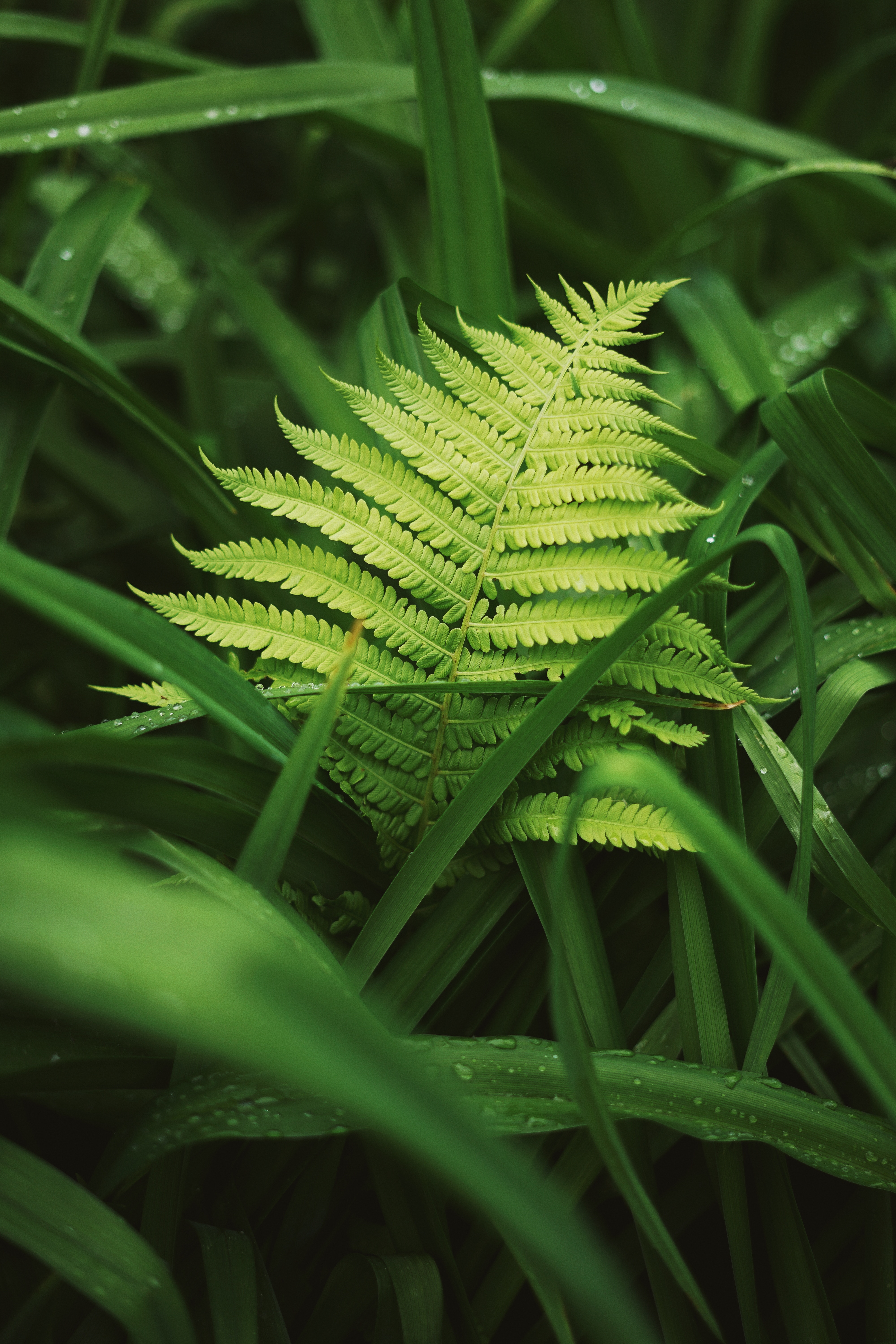 Laden Sie das Grass, Blätter, Makro, Farn, Tau, Pflanzen-Bild kostenlos auf Ihren PC-Desktop herunter