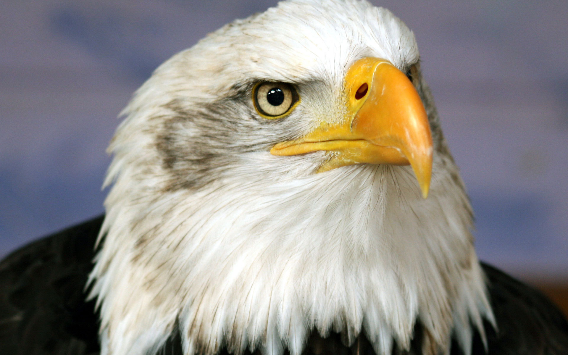 Free download wallpaper Birds, Animal, Bald Eagle on your PC desktop