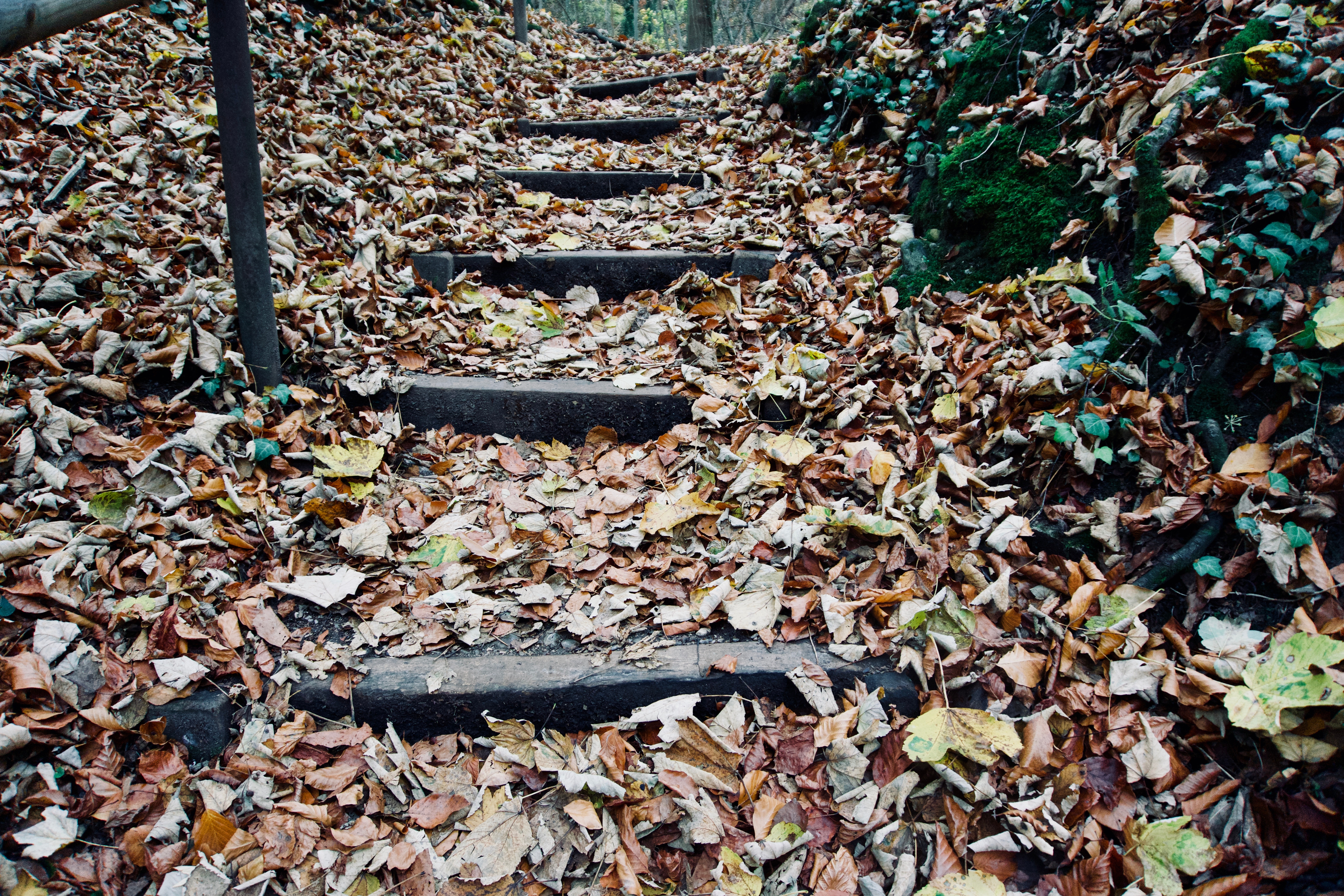 Free download wallpaper Autumn, Ladder, Nature, Stairs, Foliage on your PC desktop