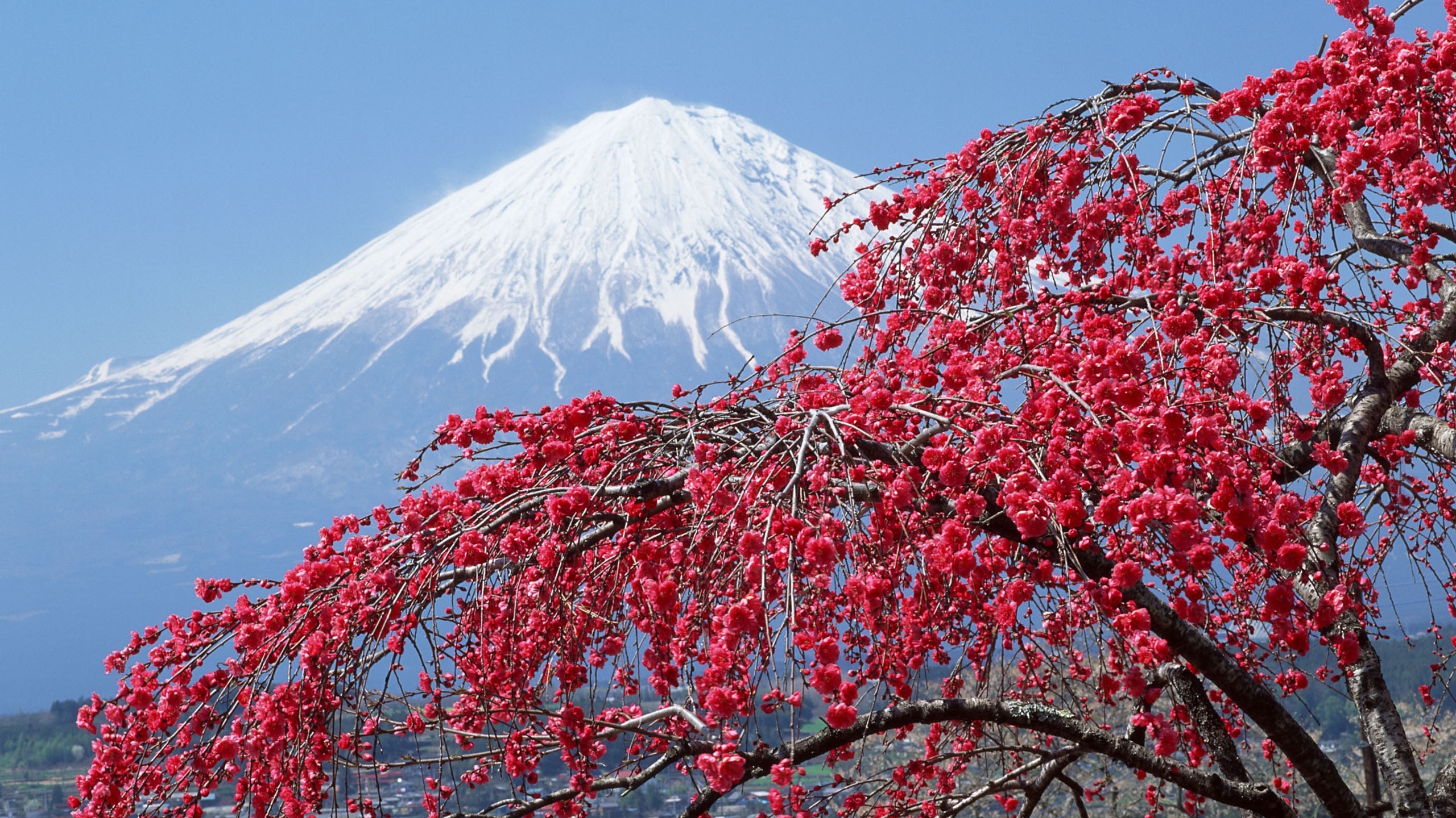 Download mobile wallpaper Volcano, Mount Fuji, Japan, Volcanoes, Blossom, Earth for free.