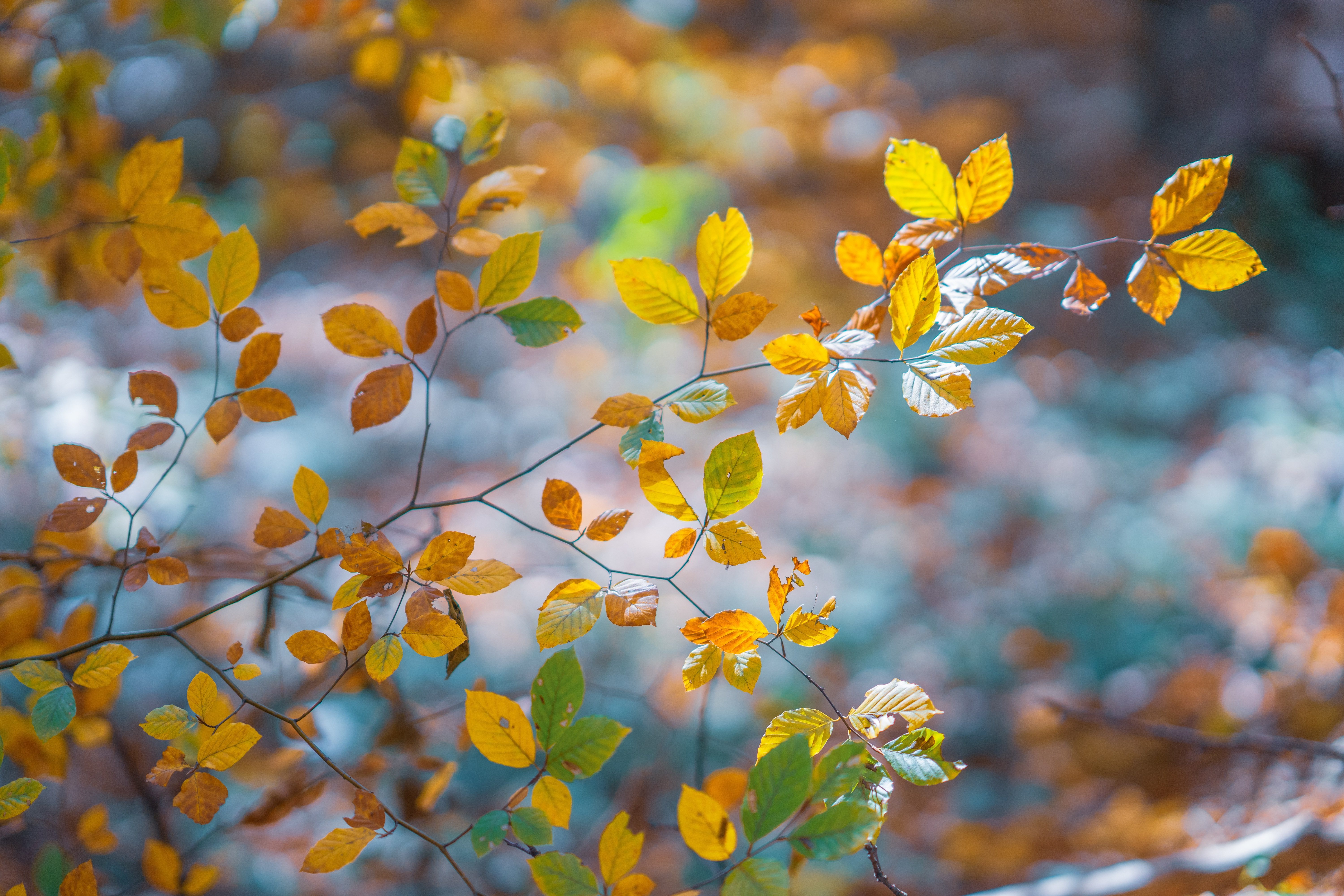 Download mobile wallpaper Leaf, Fall, Branch, Earth, Bokeh for free.