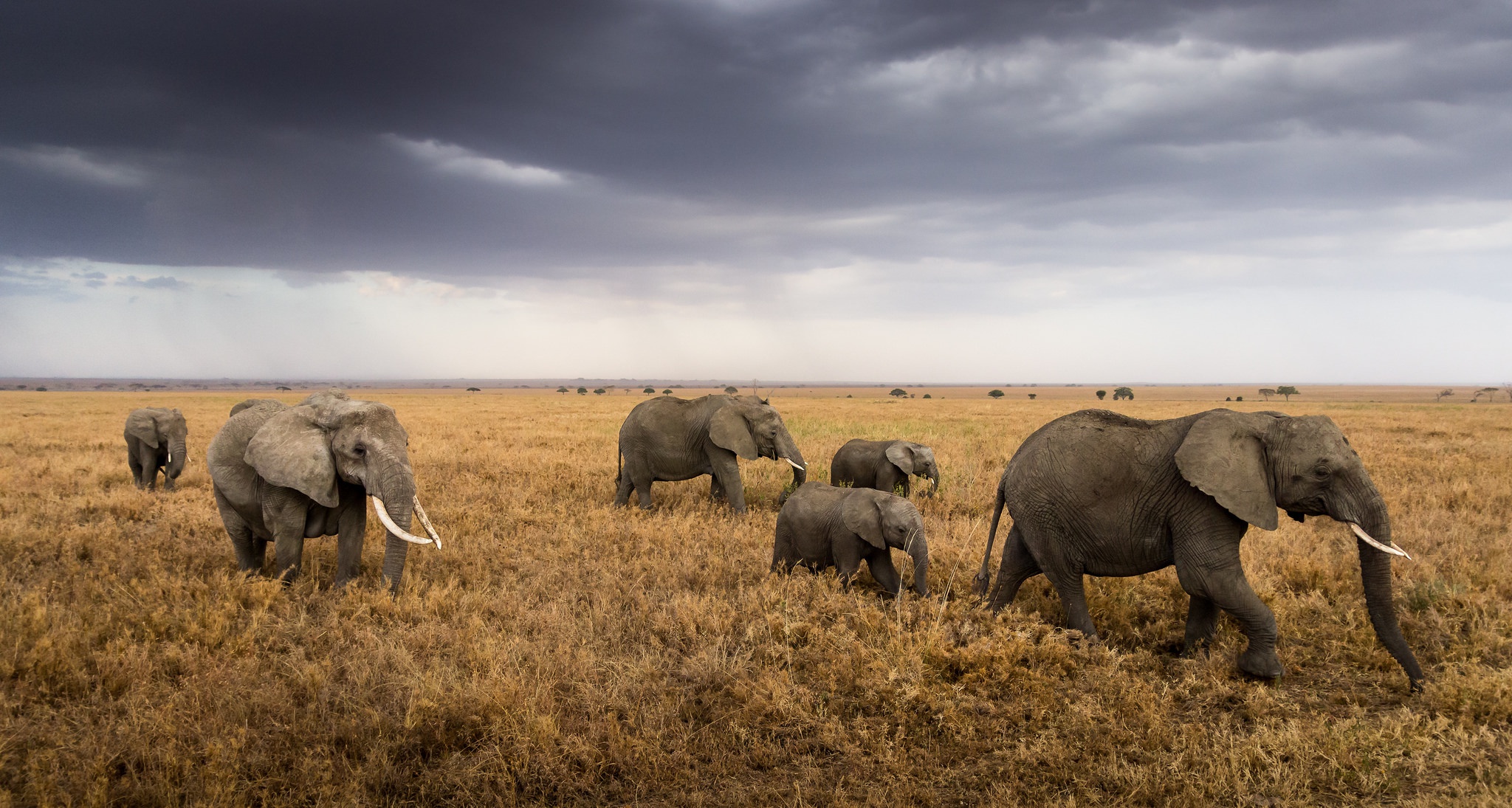 Free download wallpaper Elephants, Animal, Baby Animal, African Bush Elephant on your PC desktop