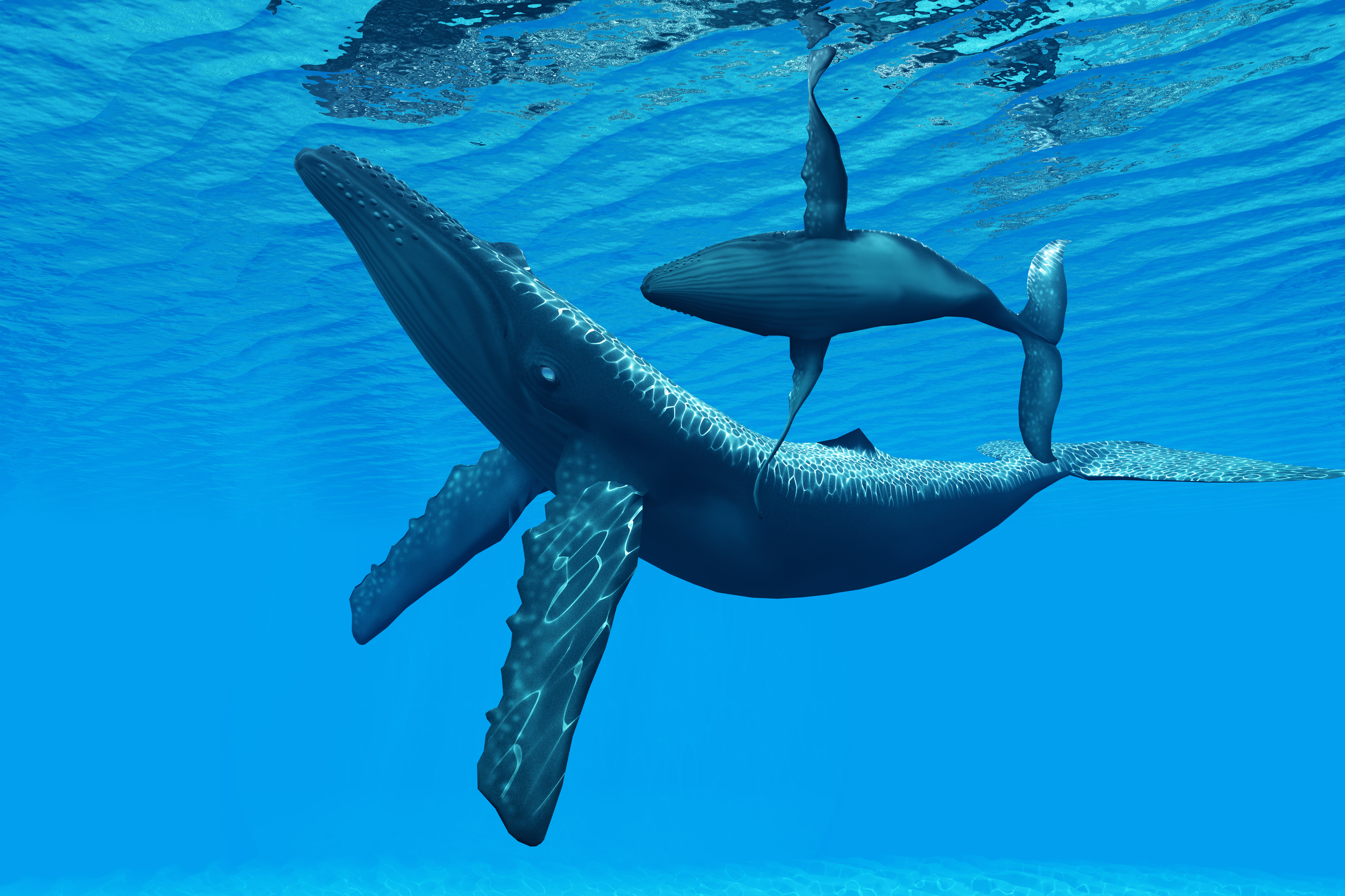 無料モバイル壁紙動物, 鯨, 水中, 赤ちゃん動物をダウンロードします。