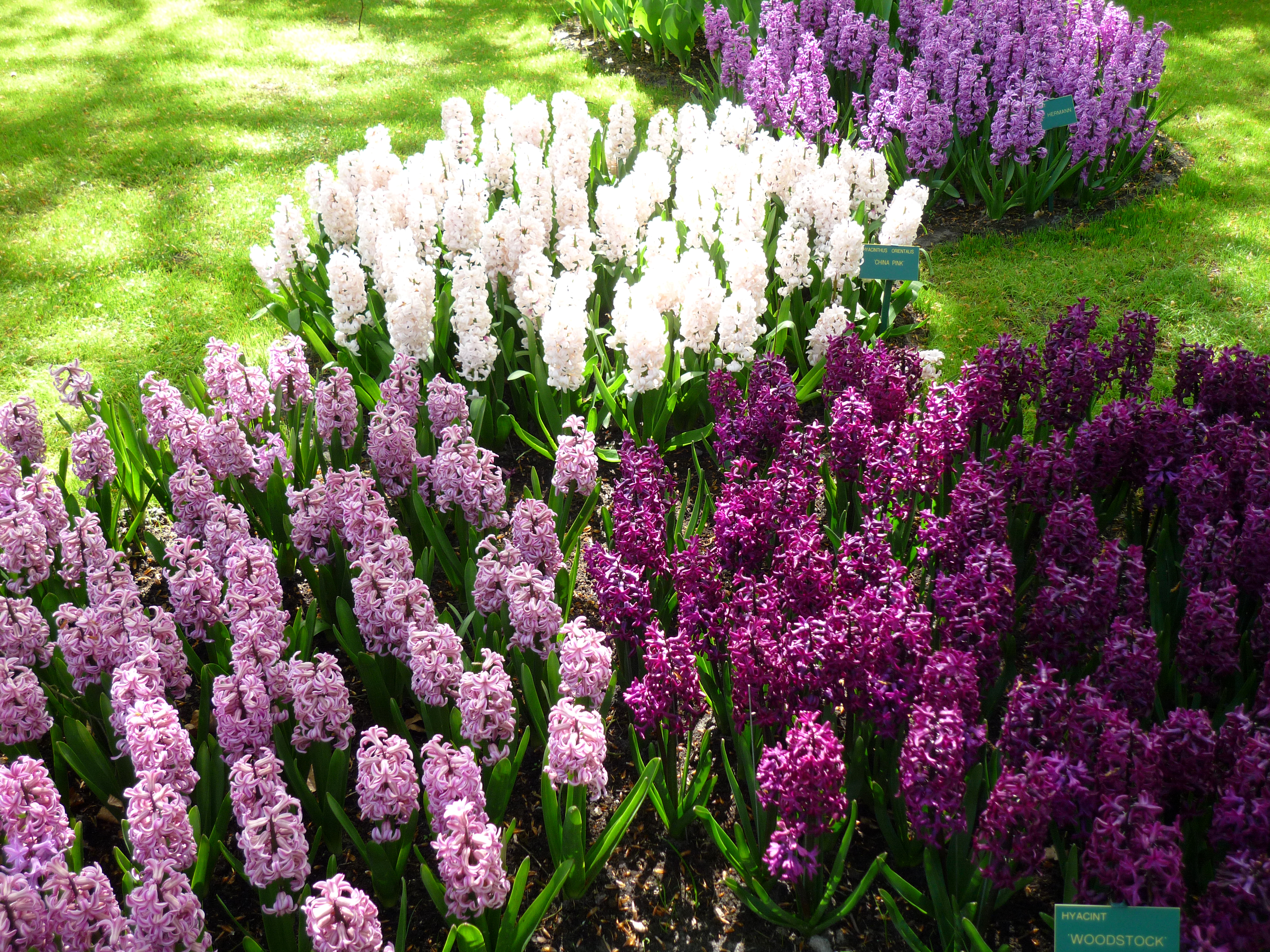 Laden Sie das Blumen, Blume, Park, Nahansicht, Frühling, Hyazinthen, Weiße Blume, Lila Blume, Erde/natur-Bild kostenlos auf Ihren PC-Desktop herunter