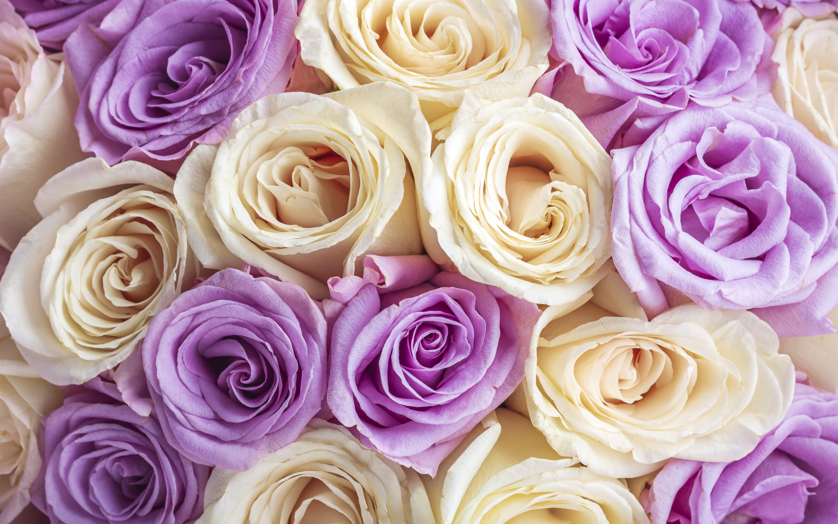 Скачать обои бесплатно Цветок, Роза, Белый Цветок, Фиолетовый Цветок, Земля/природа, Флауэрсы картинка на рабочий стол ПК