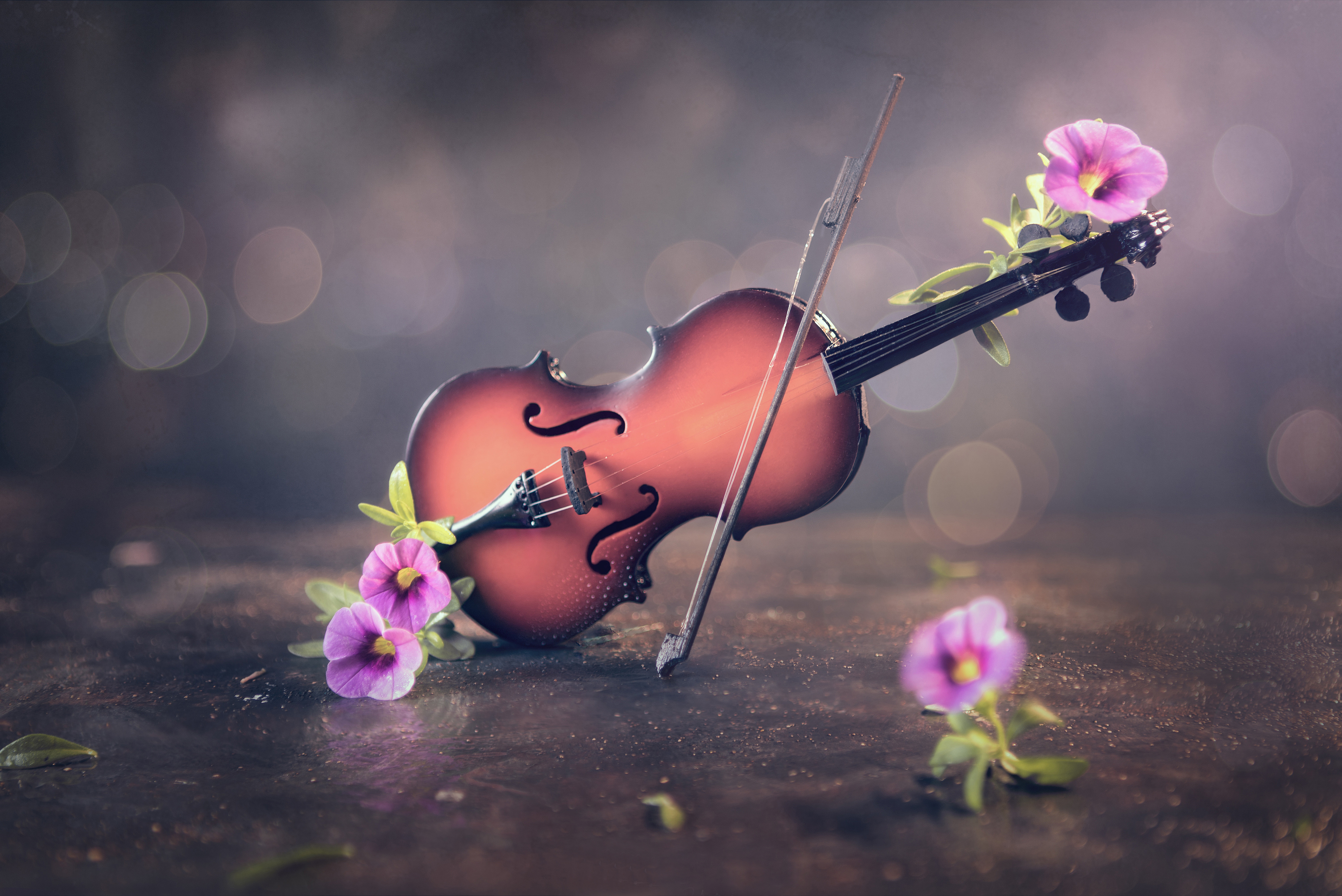 Handy-Wallpaper Musik, Blume, Violine, Instrument kostenlos herunterladen.