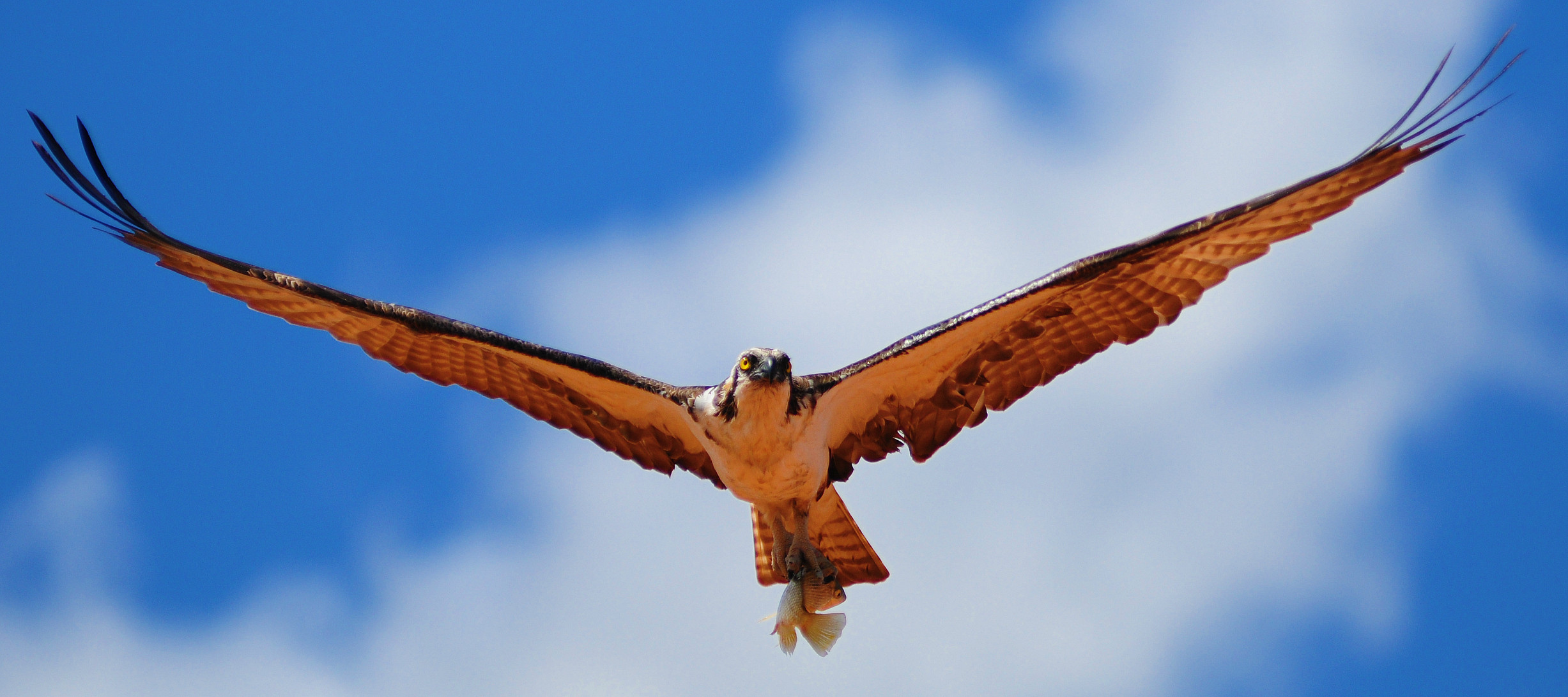 Laden Sie das Tiere, Vögel, Vogel, Adler, Fliegend, Gerfalke-Bild kostenlos auf Ihren PC-Desktop herunter