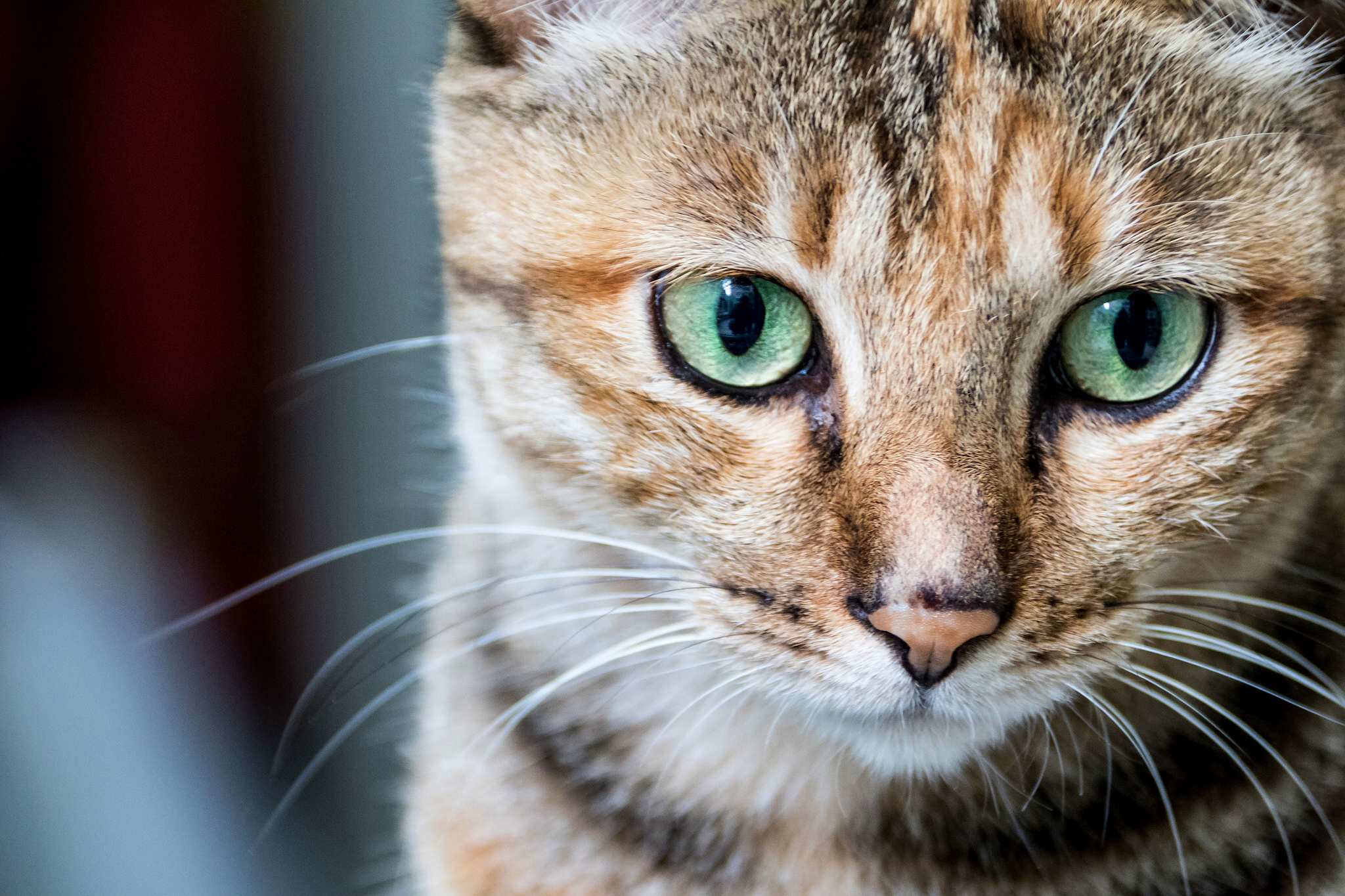 Baixe gratuitamente a imagem Animais, Gatos, Gato, Focinho, Fechar Se na área de trabalho do seu PC