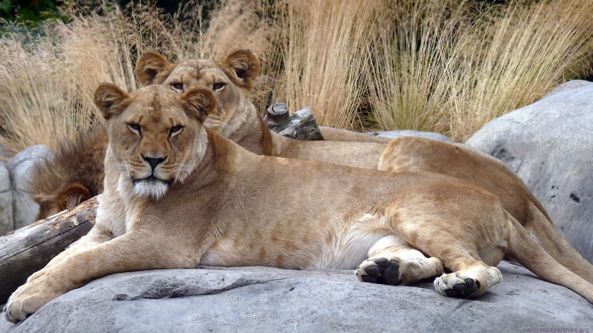 Laden Sie das Löwe, Katzen, Tiere-Bild kostenlos auf Ihren PC-Desktop herunter