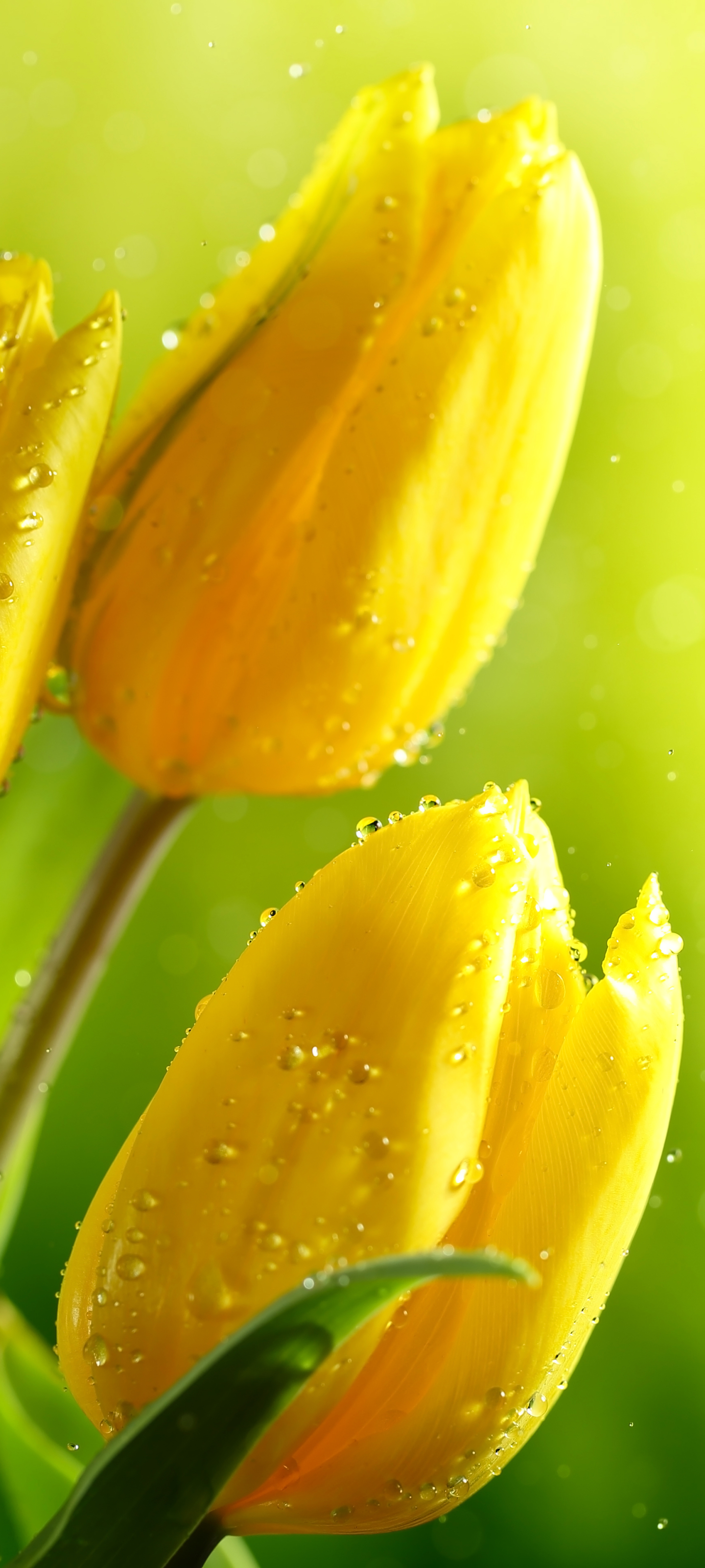 Download mobile wallpaper Flowers, Flower, Earth, Tulip, Yellow Flower for free.