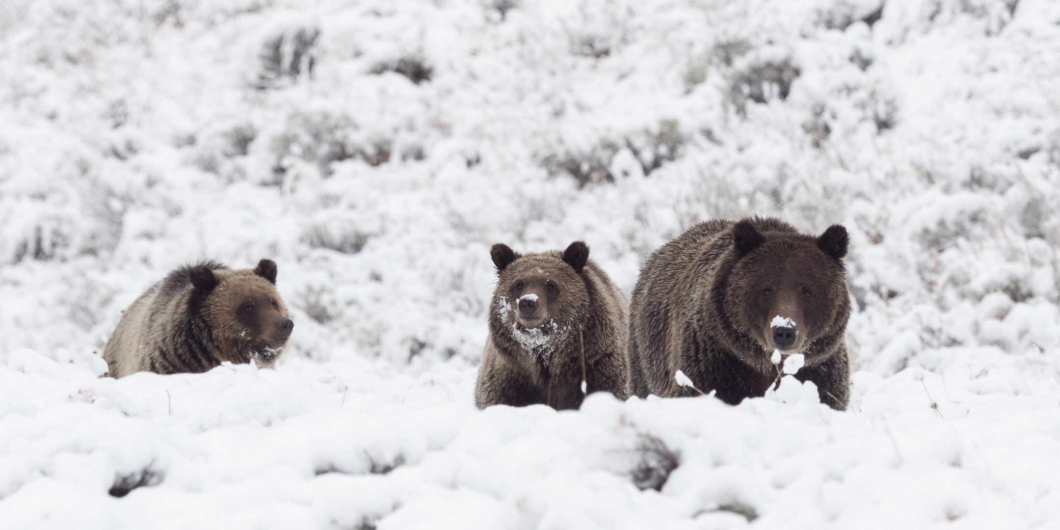 Free download wallpaper Winter, Snow, Bears, Bear, Animal on your PC desktop