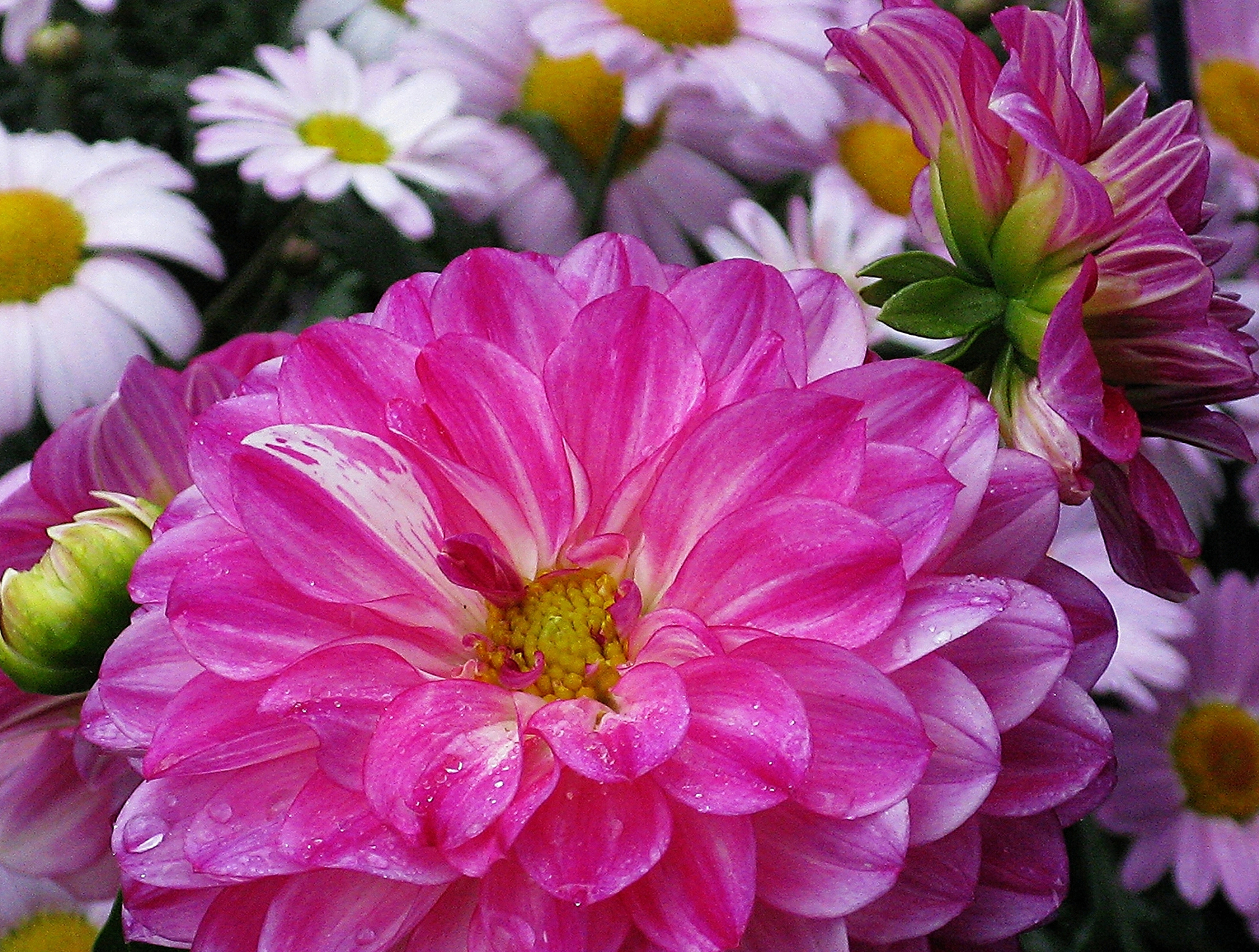 Download mobile wallpaper Flowers, Flower, Earth, Pink Flower for free.