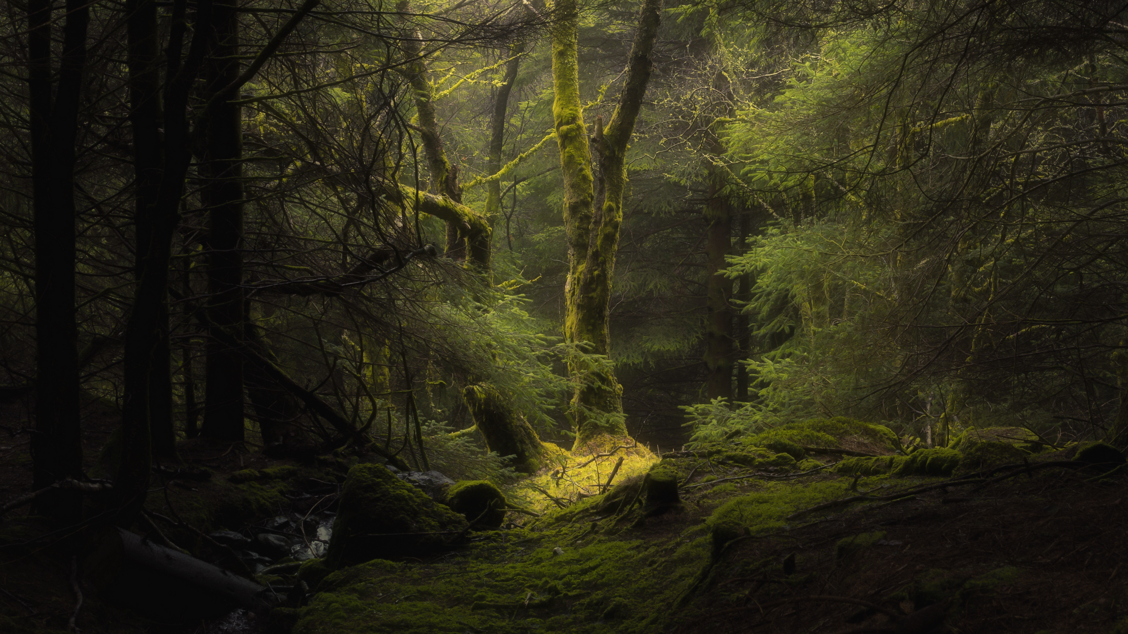 Скачать обои бесплатно Лес, Дерево, Земля/природа картинка на рабочий стол ПК