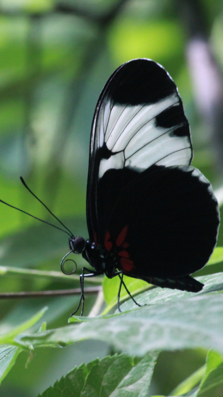 Descarga gratuita de fondo de pantalla para móvil de Animales, Mariposa.