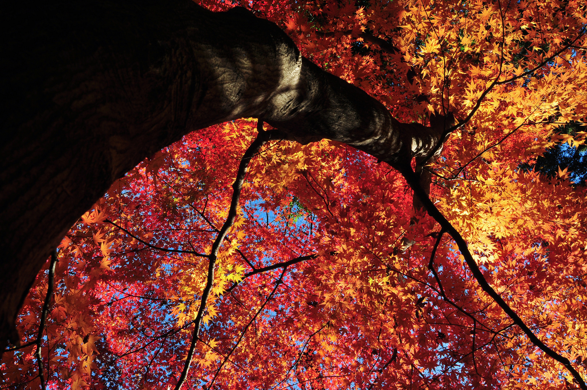 Скачать картинку Природа, Деревья, Осень, Дерево, Земля/природа в телефон бесплатно.