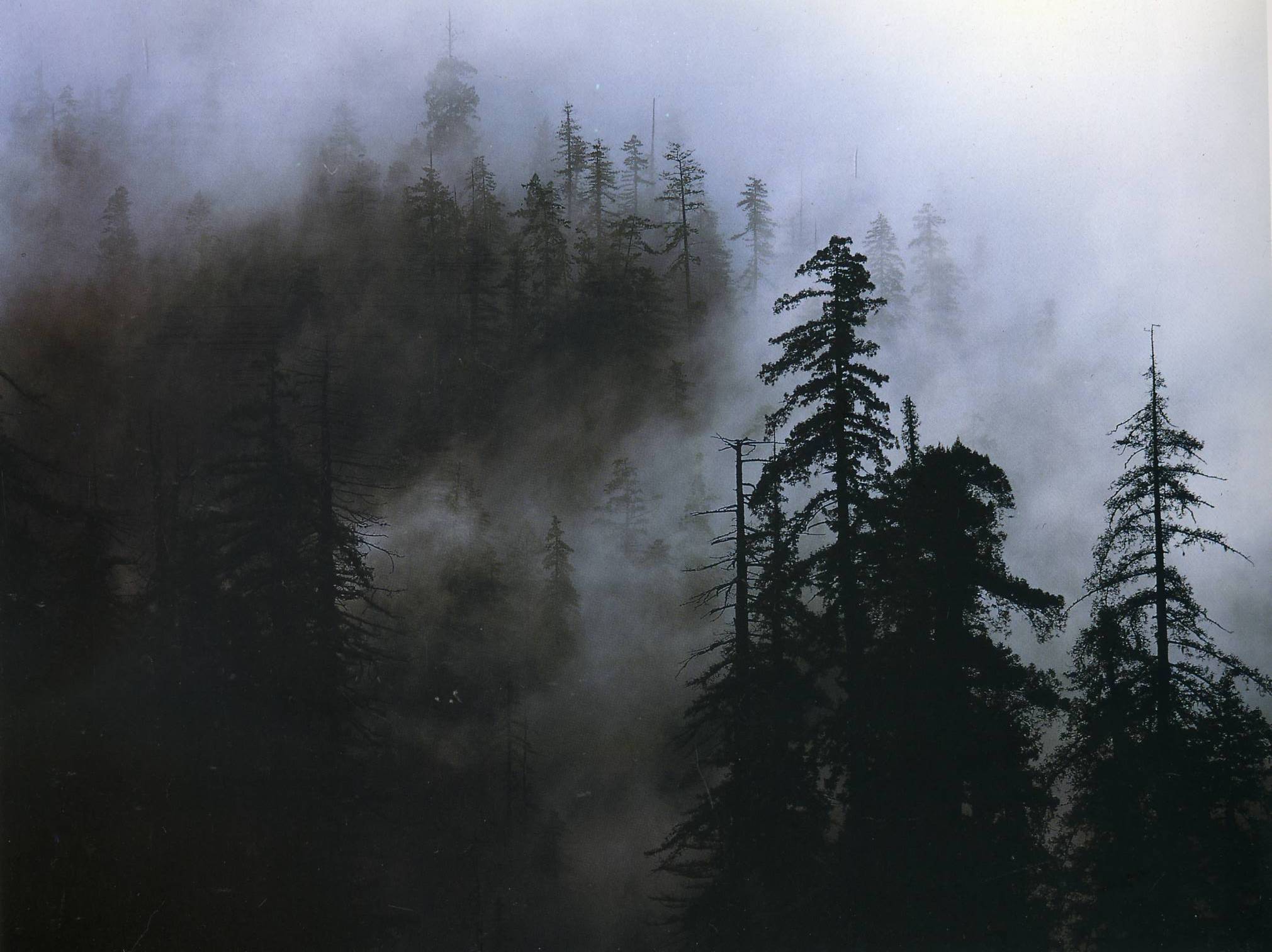Скачать обои бесплатно Туман, Земля/природа картинка на рабочий стол ПК