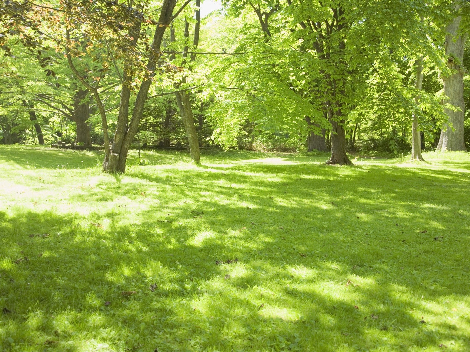 Free download wallpaper Landscape, Trees, Grass, Summer, Nature on your PC desktop