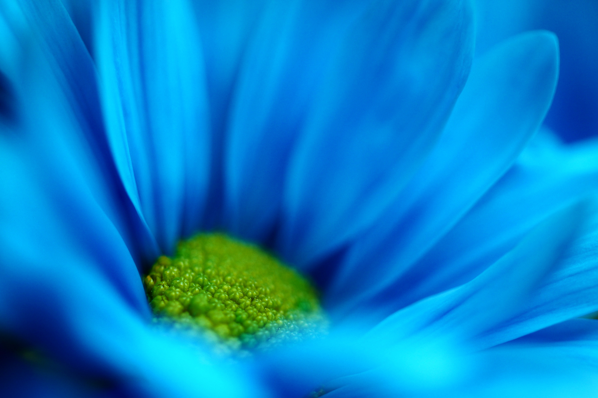 Download mobile wallpaper Nature, Flowers, Flower, Macro, Earth, Daisy, Blue Flower for free.
