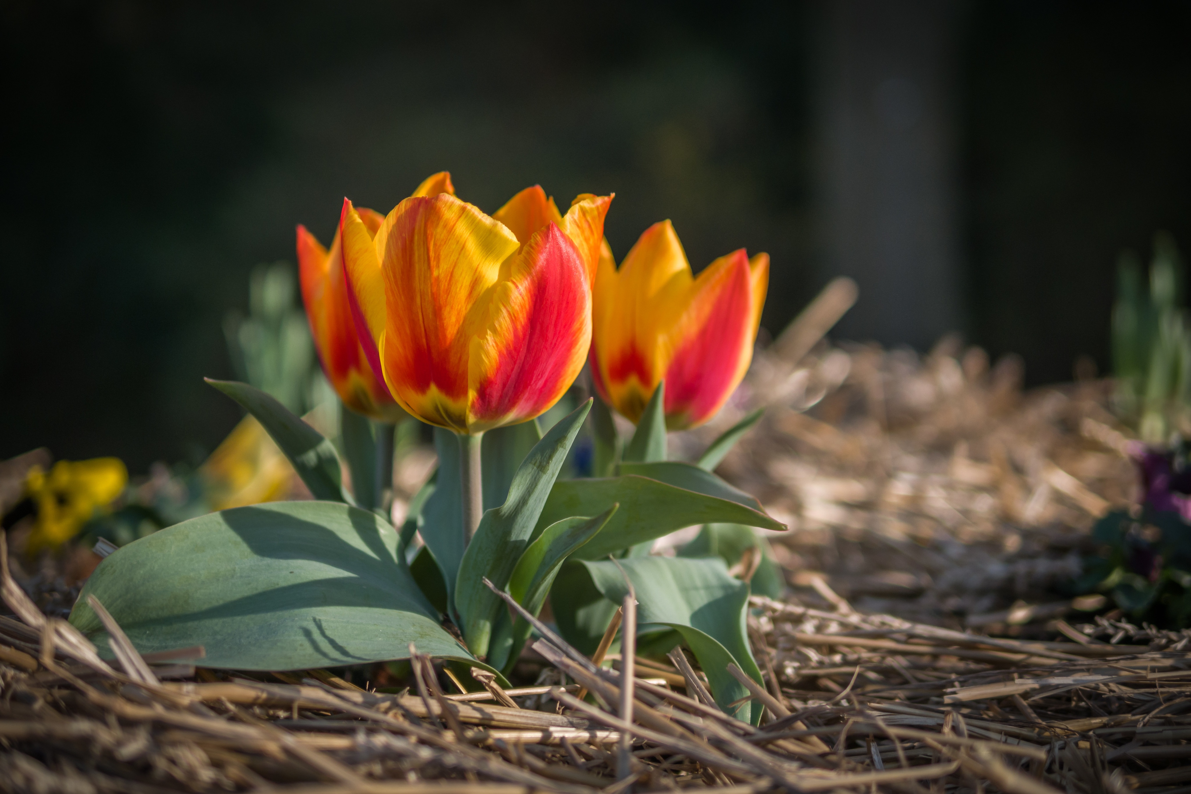 Descarga gratis la imagen Flores, Flor, Primavera, Tulipán, Tierra/naturaleza en el escritorio de tu PC