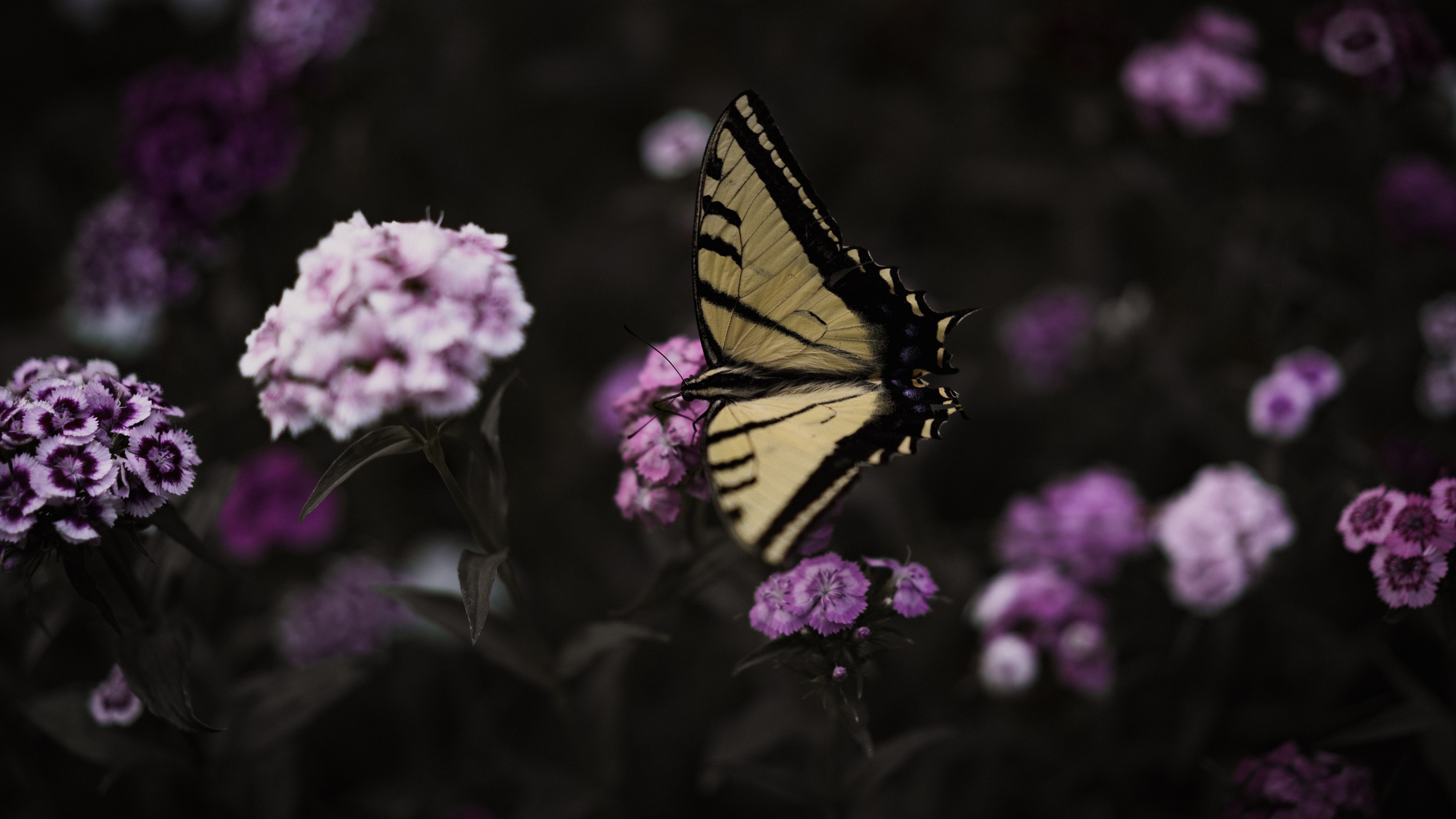 Download mobile wallpaper Insects, Flower, Macro, Insect, Butterfly, Animal, Pink Flower, Swallowtail Butterfly for free.