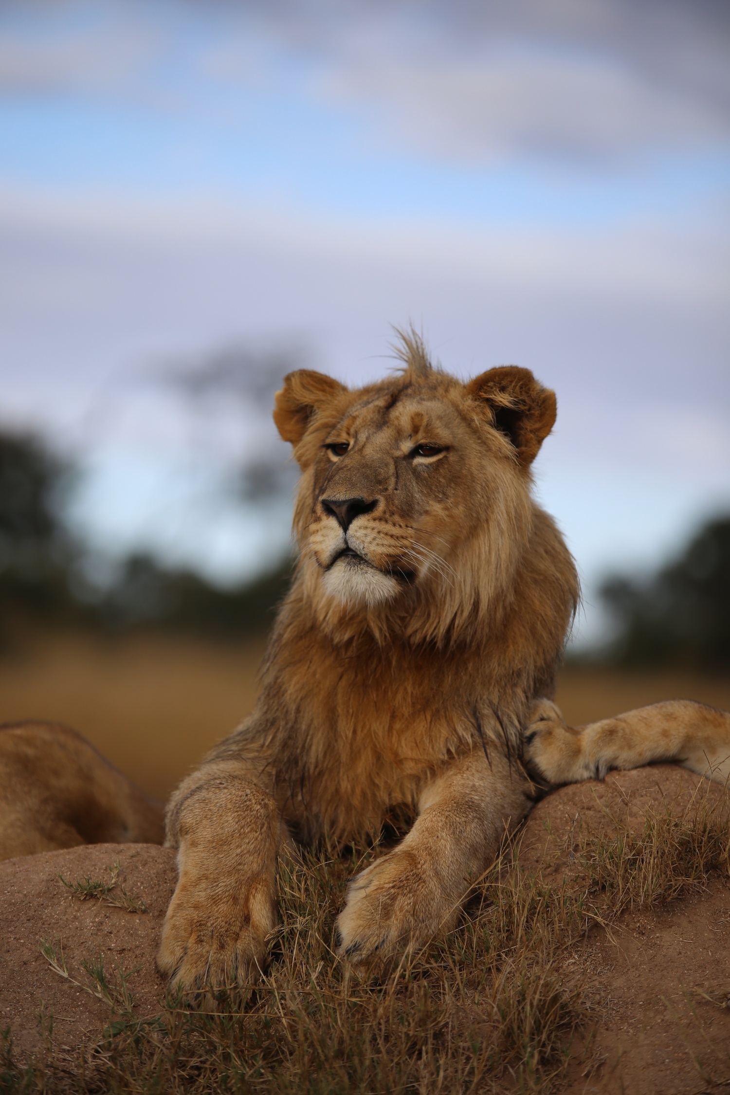 65165 télécharger l'image animaux, savanna, un lion, lion, prédateur, vue, opinion, faune, fier - fonds d'écran et économiseurs d'écran gratuits